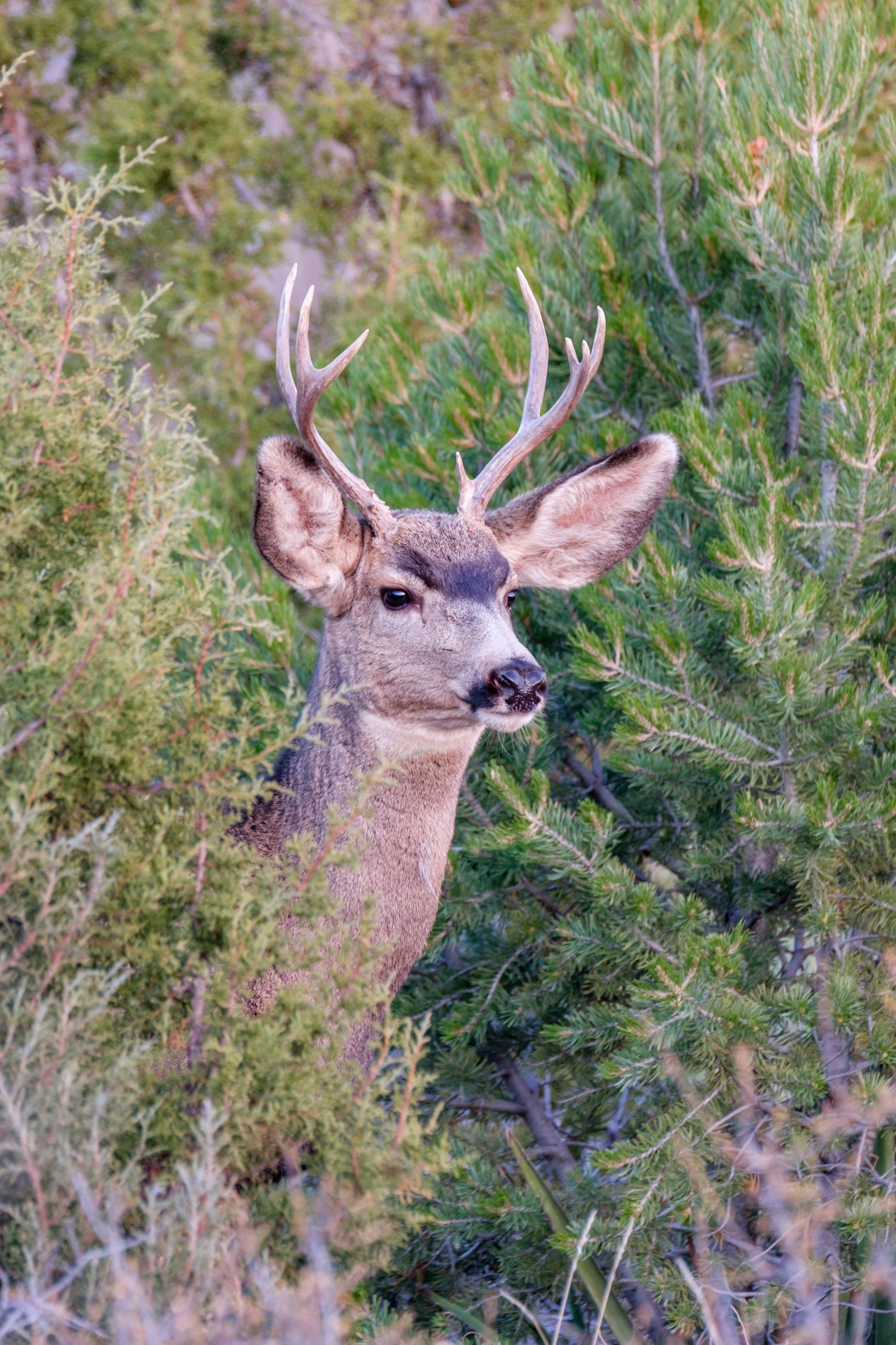 A mule deer peeks out of the brush on Mesa Top Loop Road.