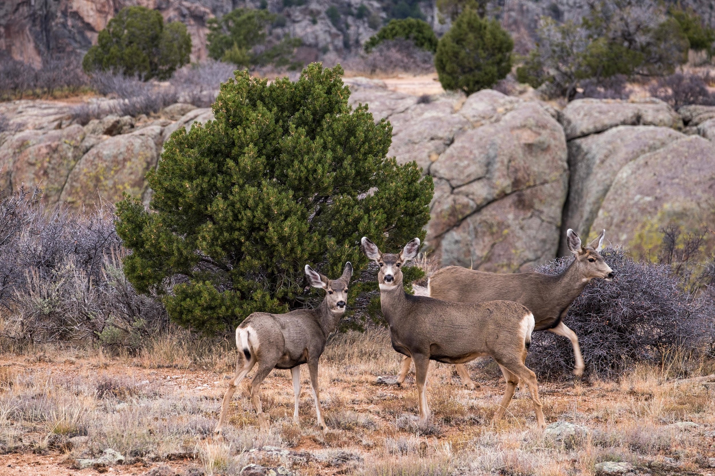 Mule deer spotted on South Rim Road.