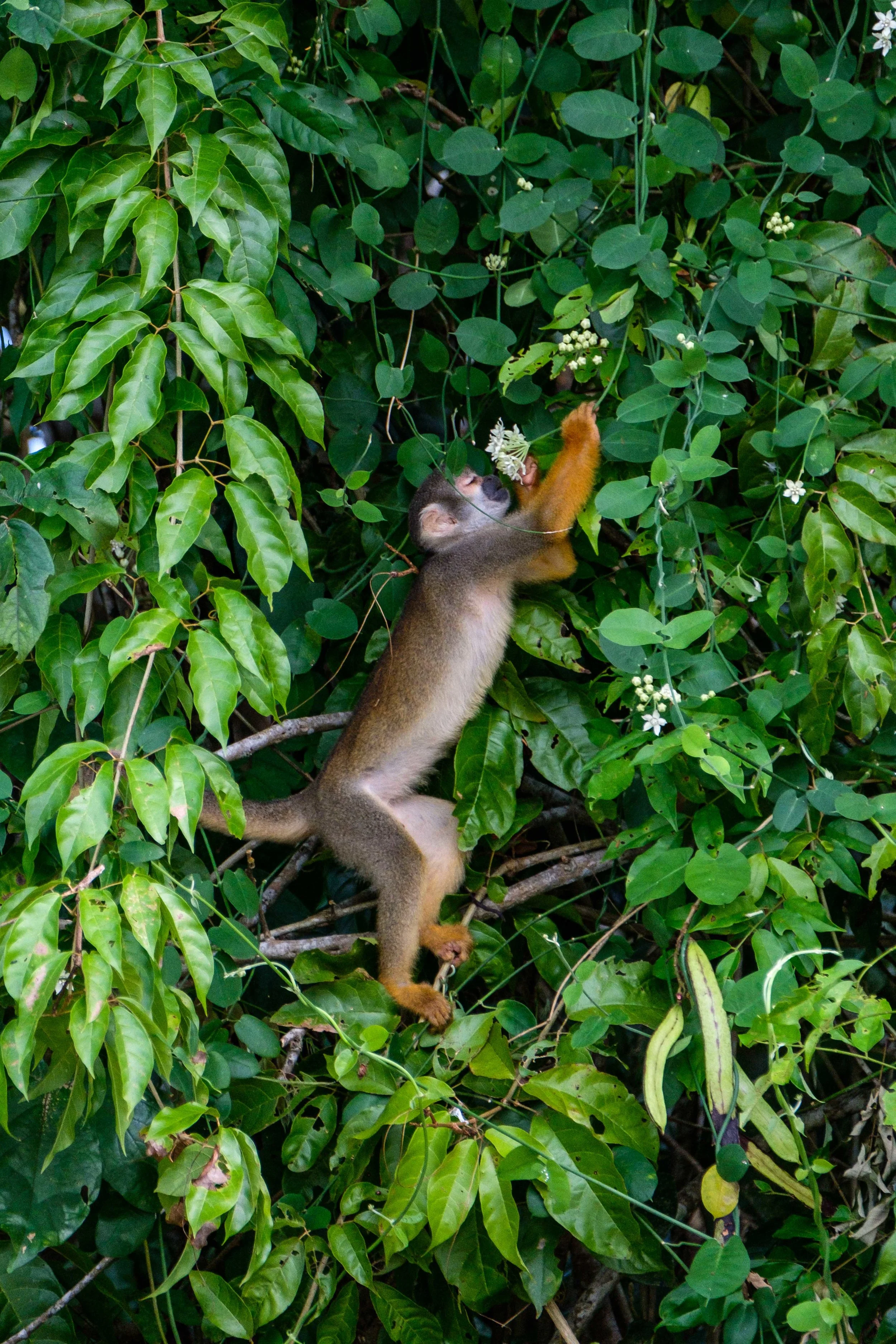 A Squirrel Monkey forages for the day's meal.