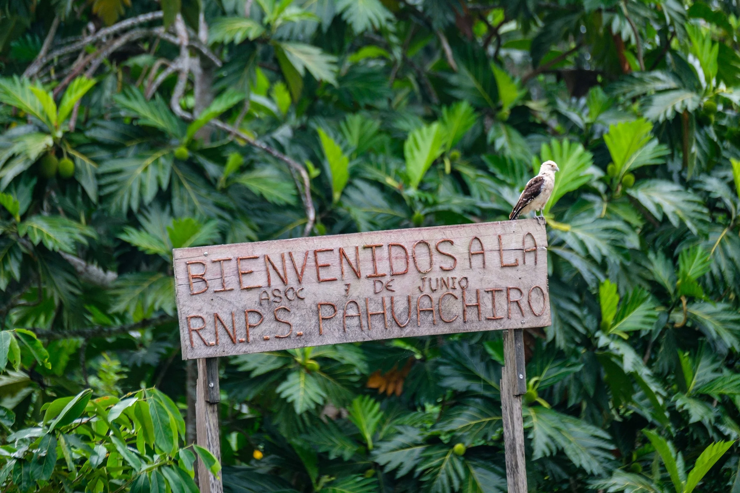 Welcome to the jungle.