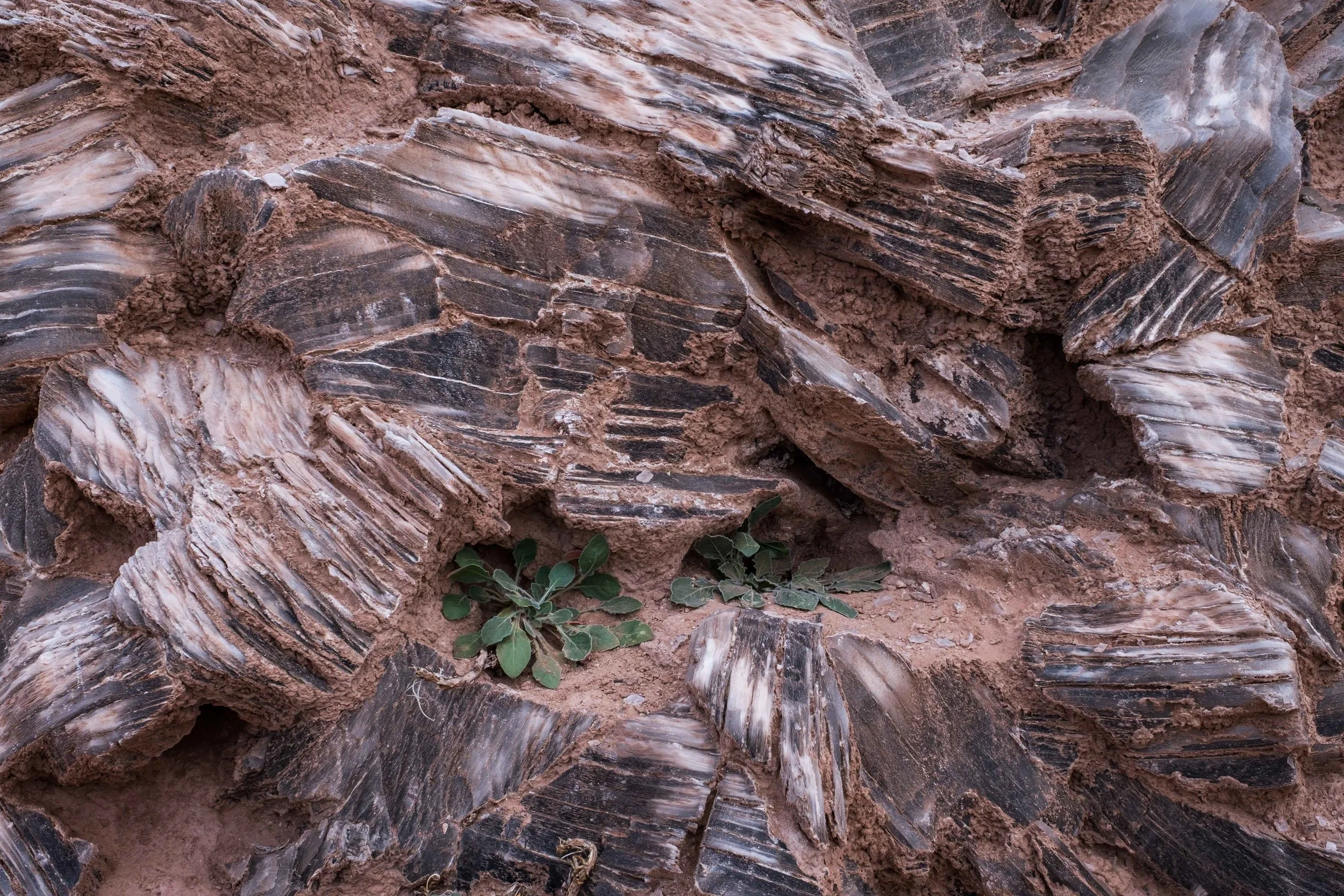 Incredible that life grows from it.