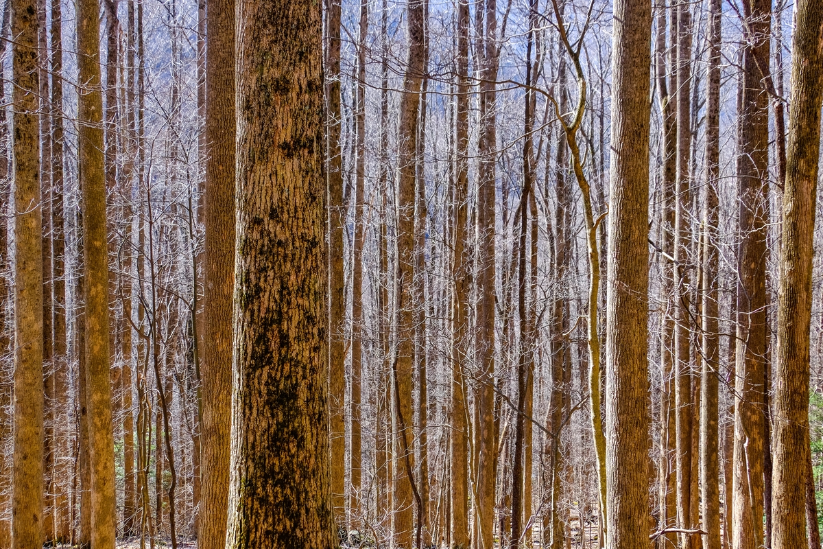 A forest of trees in the Great Smoky Mountains ! 