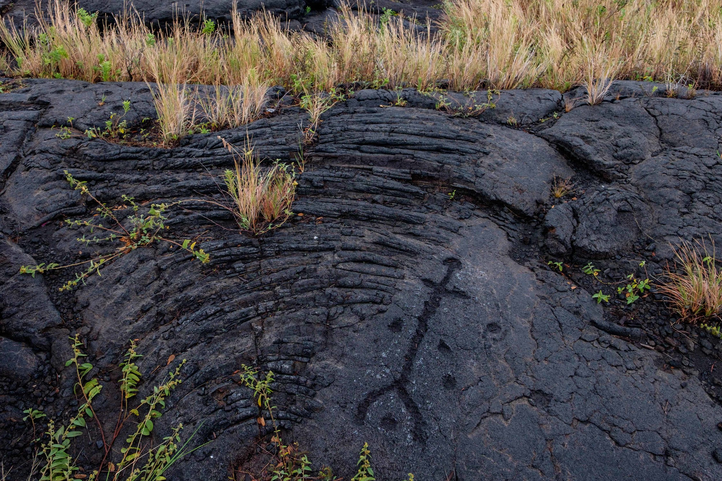 The ancient Pu’u Loa Petroglyphs.