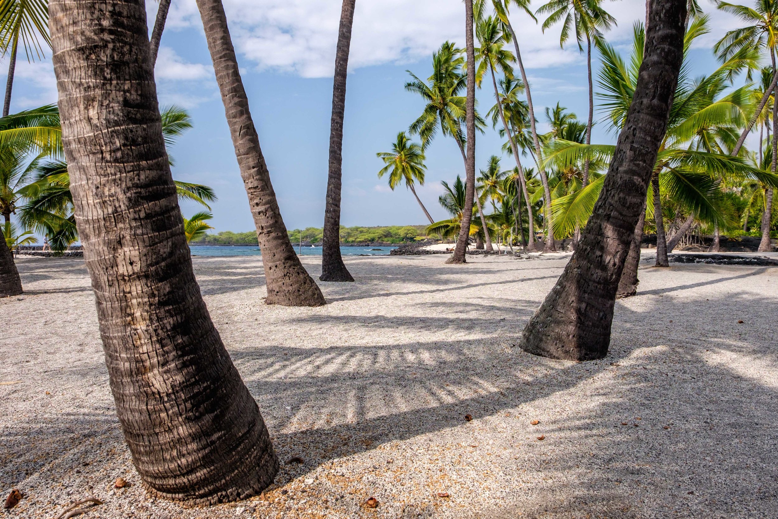 Under a canopy of palms at Pu’uhonua o Honaunau National Historical Park on the Big Island.