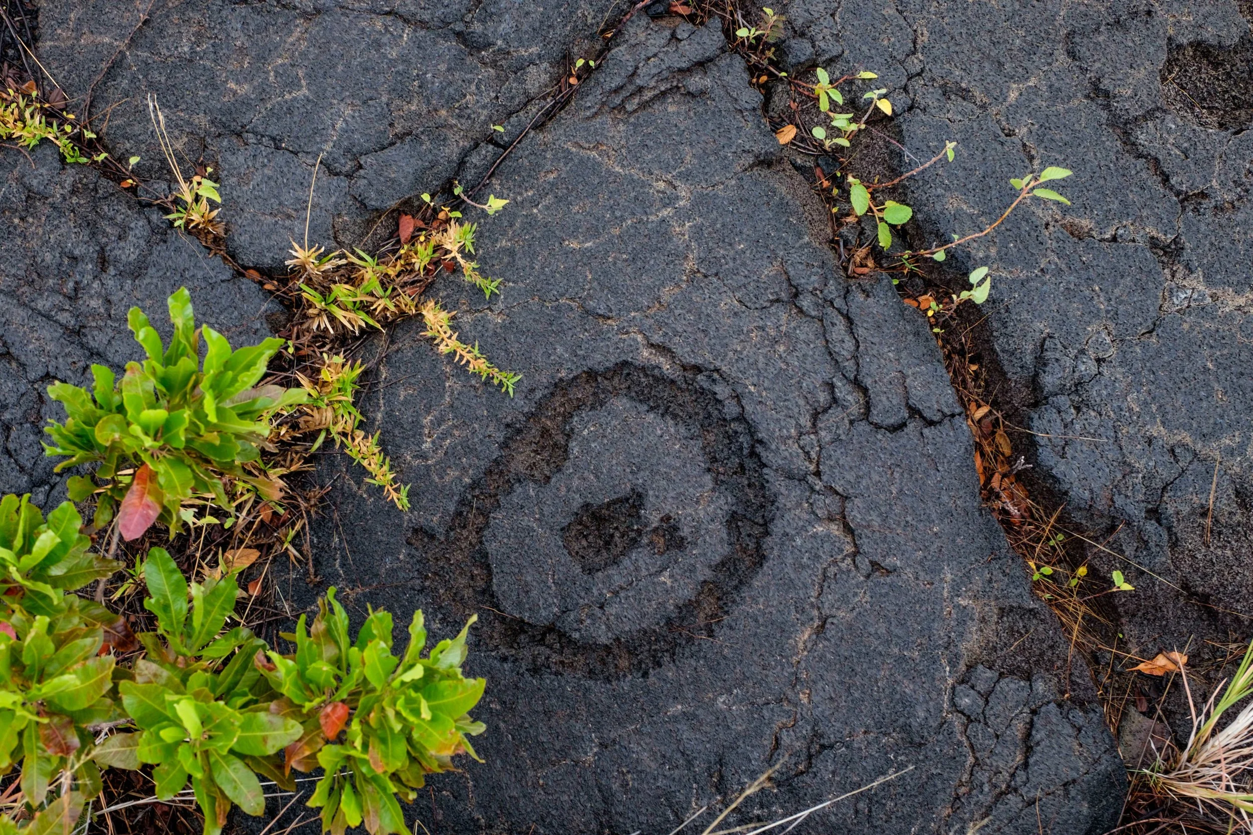 Hawai'i's ancient past with new plant growth.
