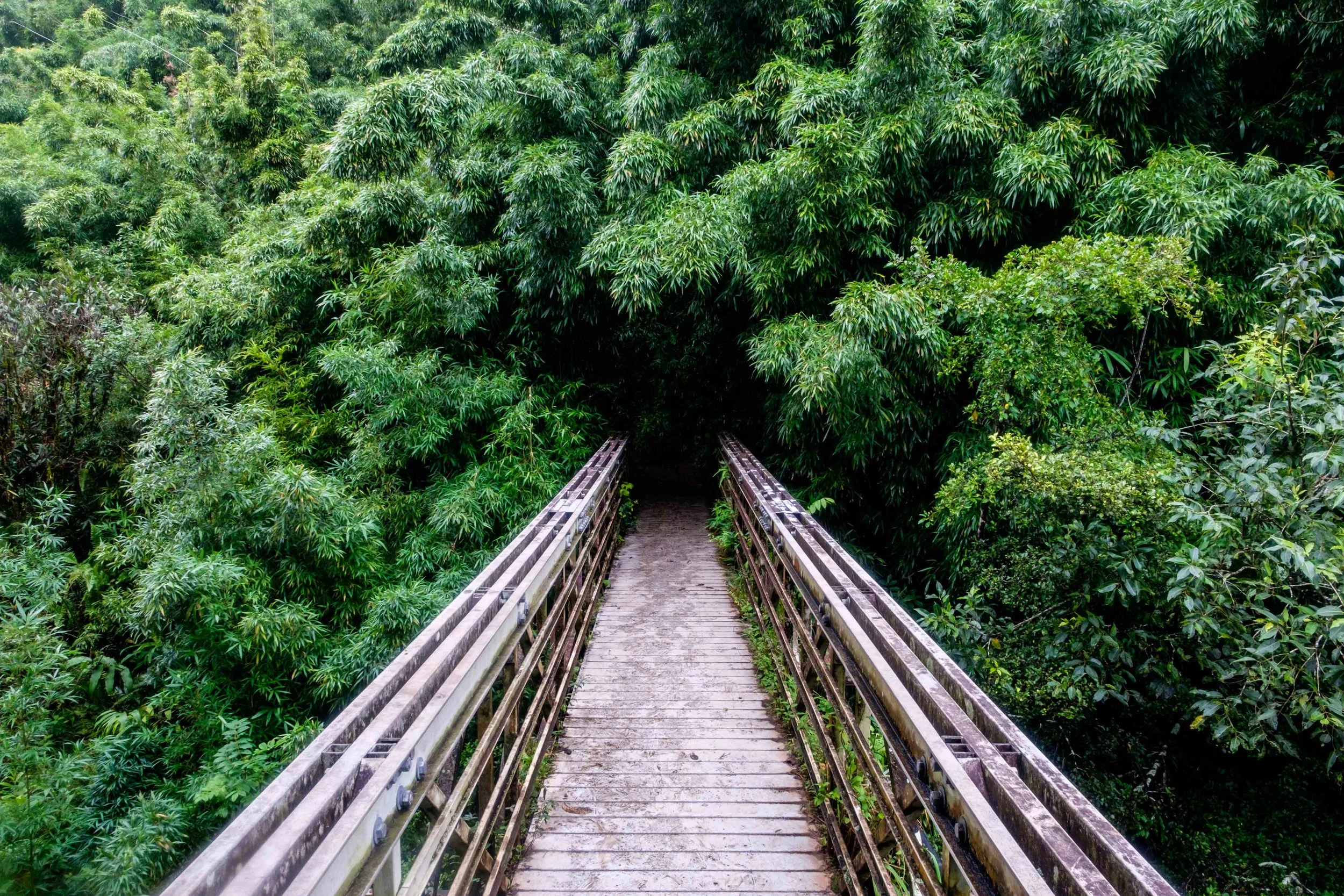 Heading into a bamboo wonderland on the Pipiwai Trail in the Kipahulu area of the park. 