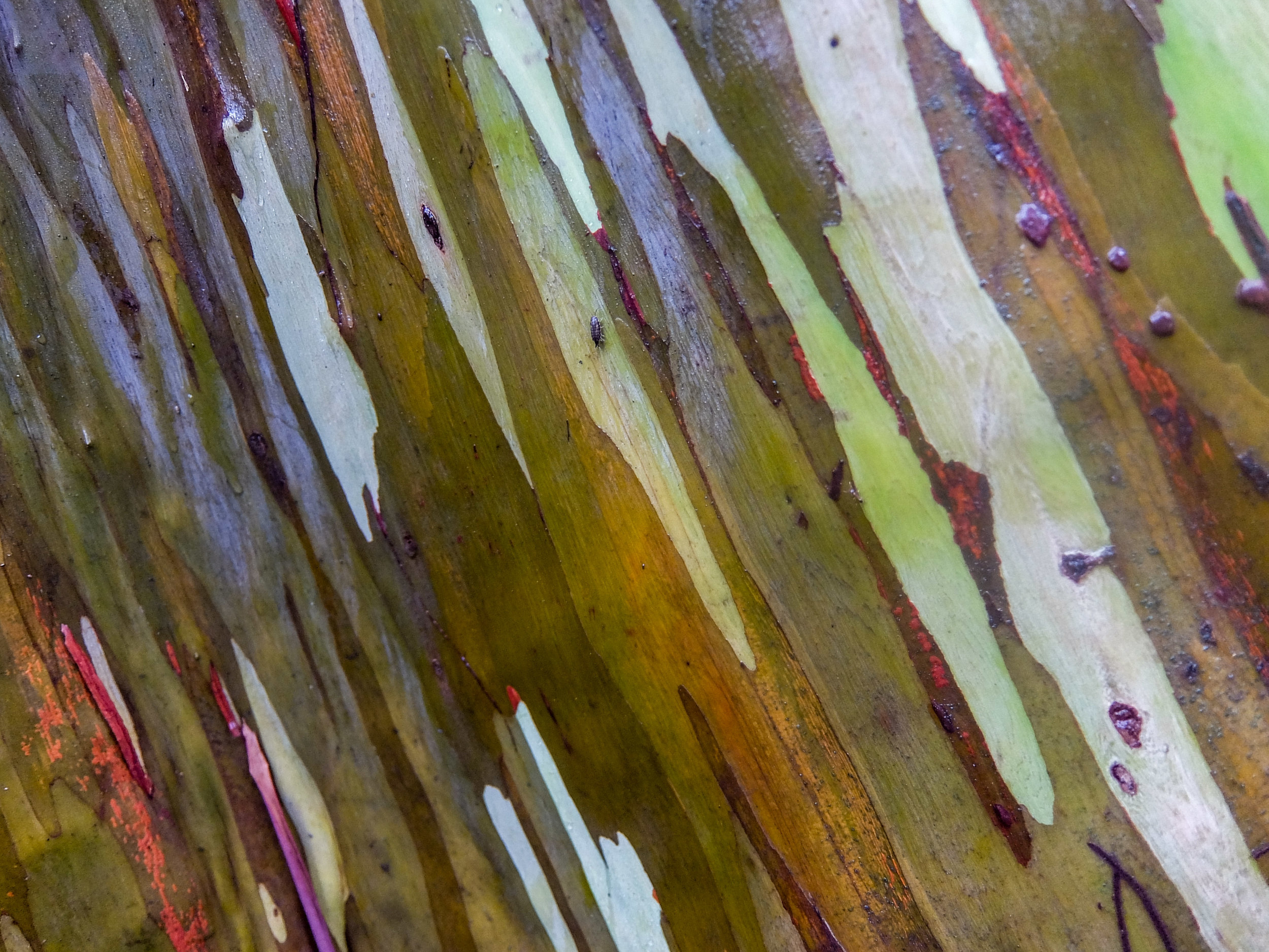 Rainbow eucalyptus are among the world's most colorful trees. 