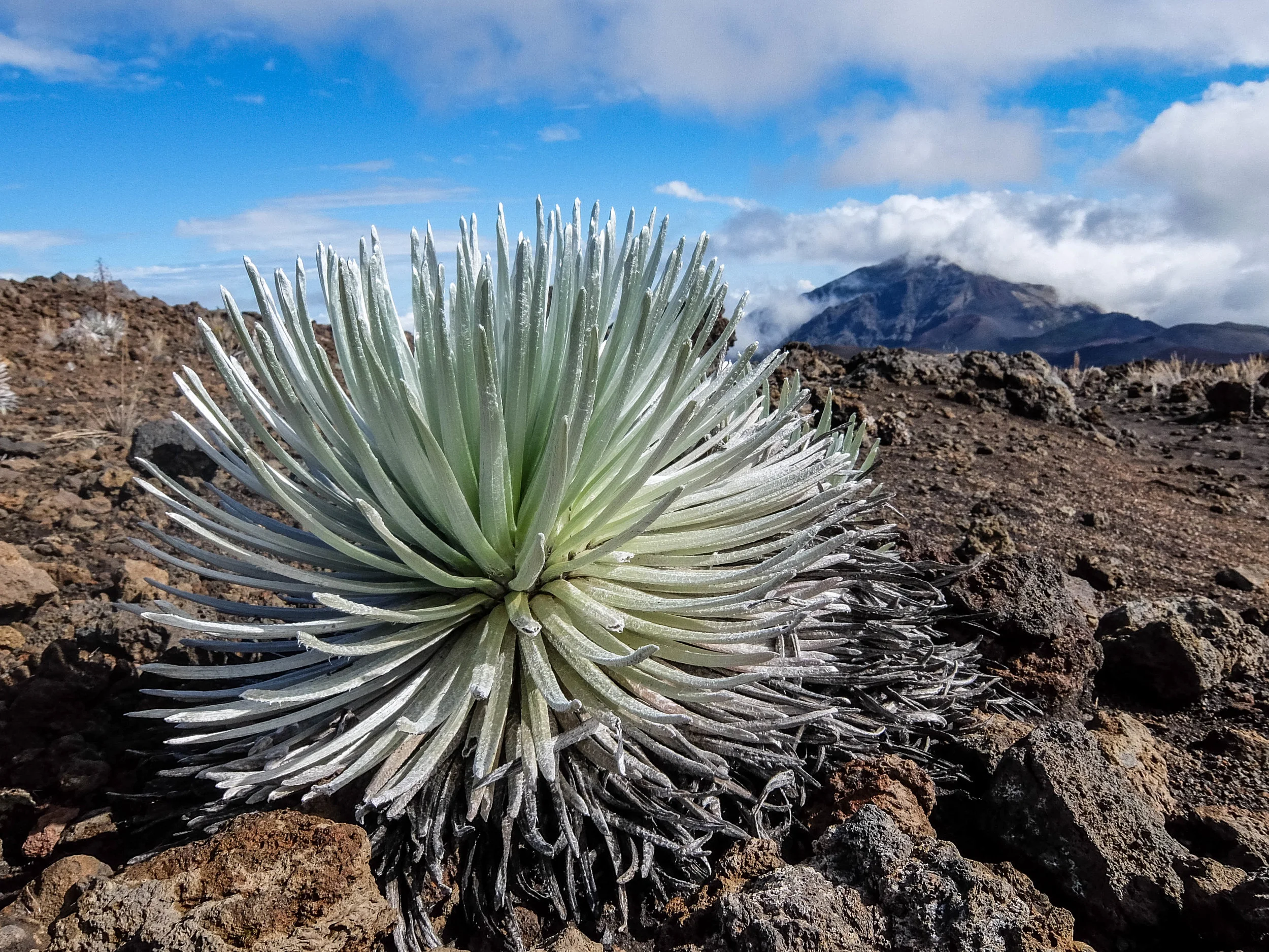 The endangered Silversword can only be seen in Haleakalā National Park. 