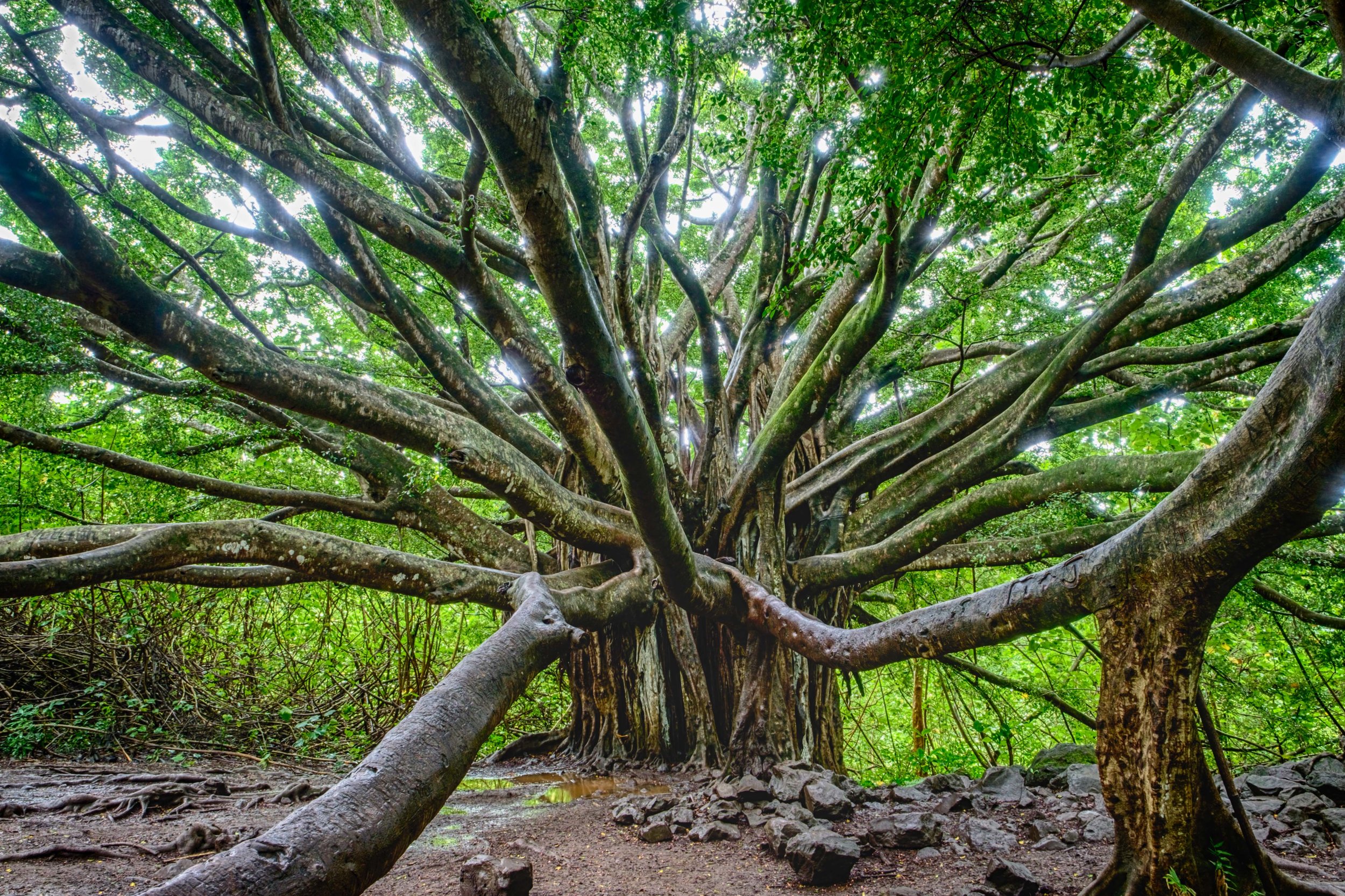 A fairytale Banyan Tree about a mile in on the Pipiwai Trail.