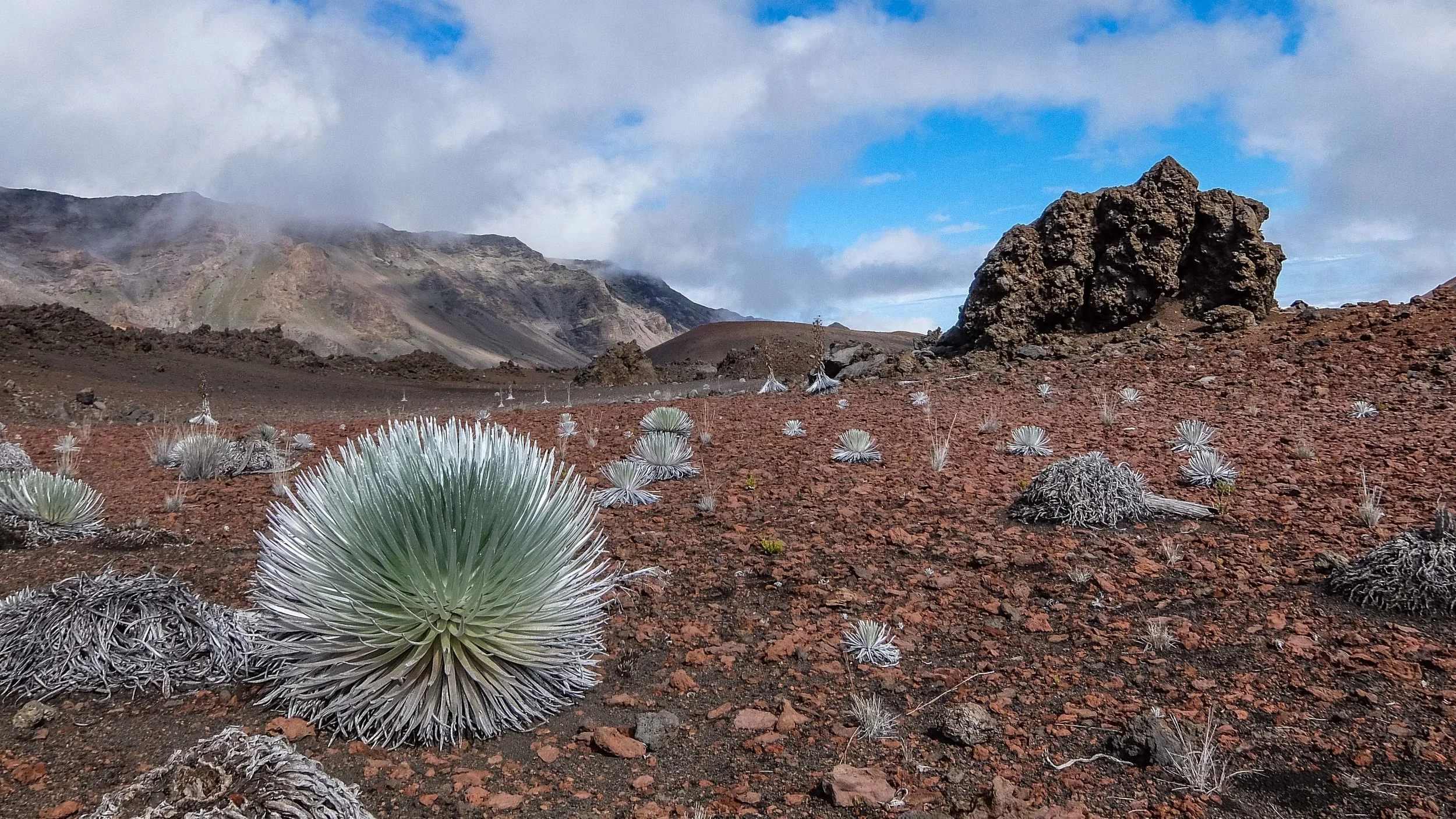 Silversword blooms found along the Sliding Sands Trail. 