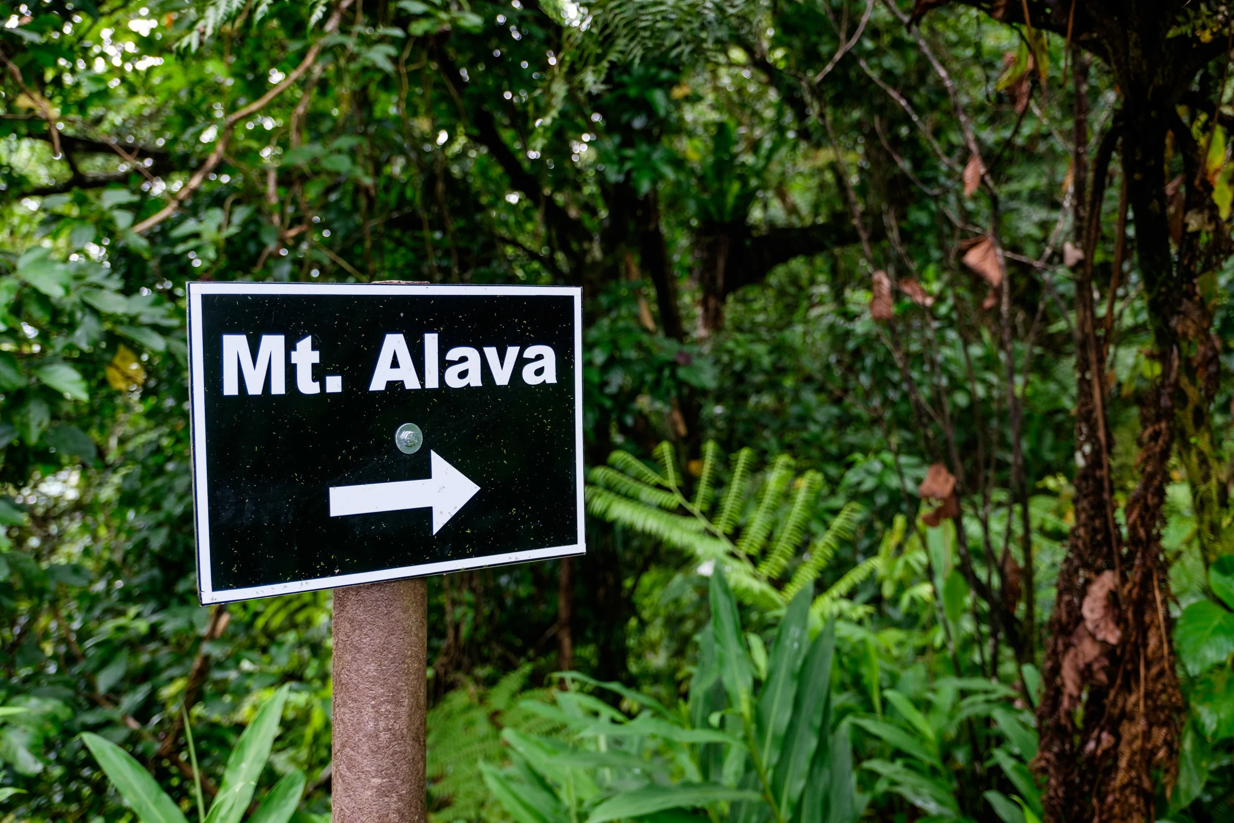 Along the Mt. Alava trail network on Pago Pago. 