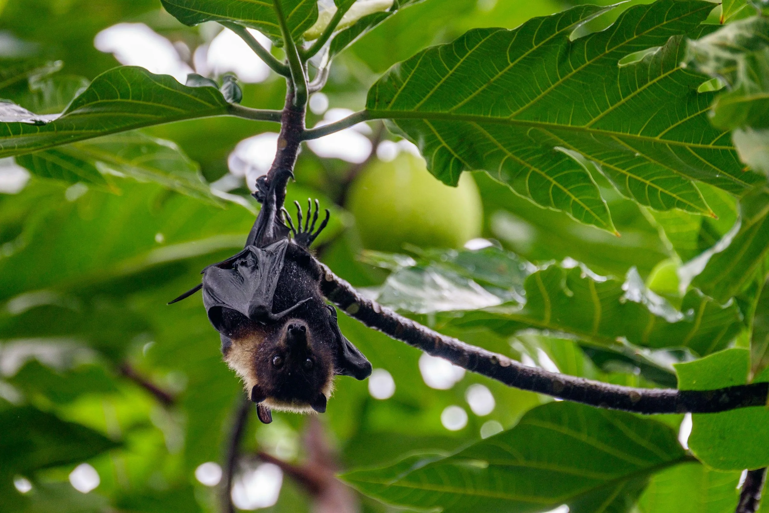 Fruit bats are common in all areas of the National Park of American Samoa, and they are one of top priorities of protection in the park. This one hangs from a banana tree in the mid-afternoon—a common sighting.