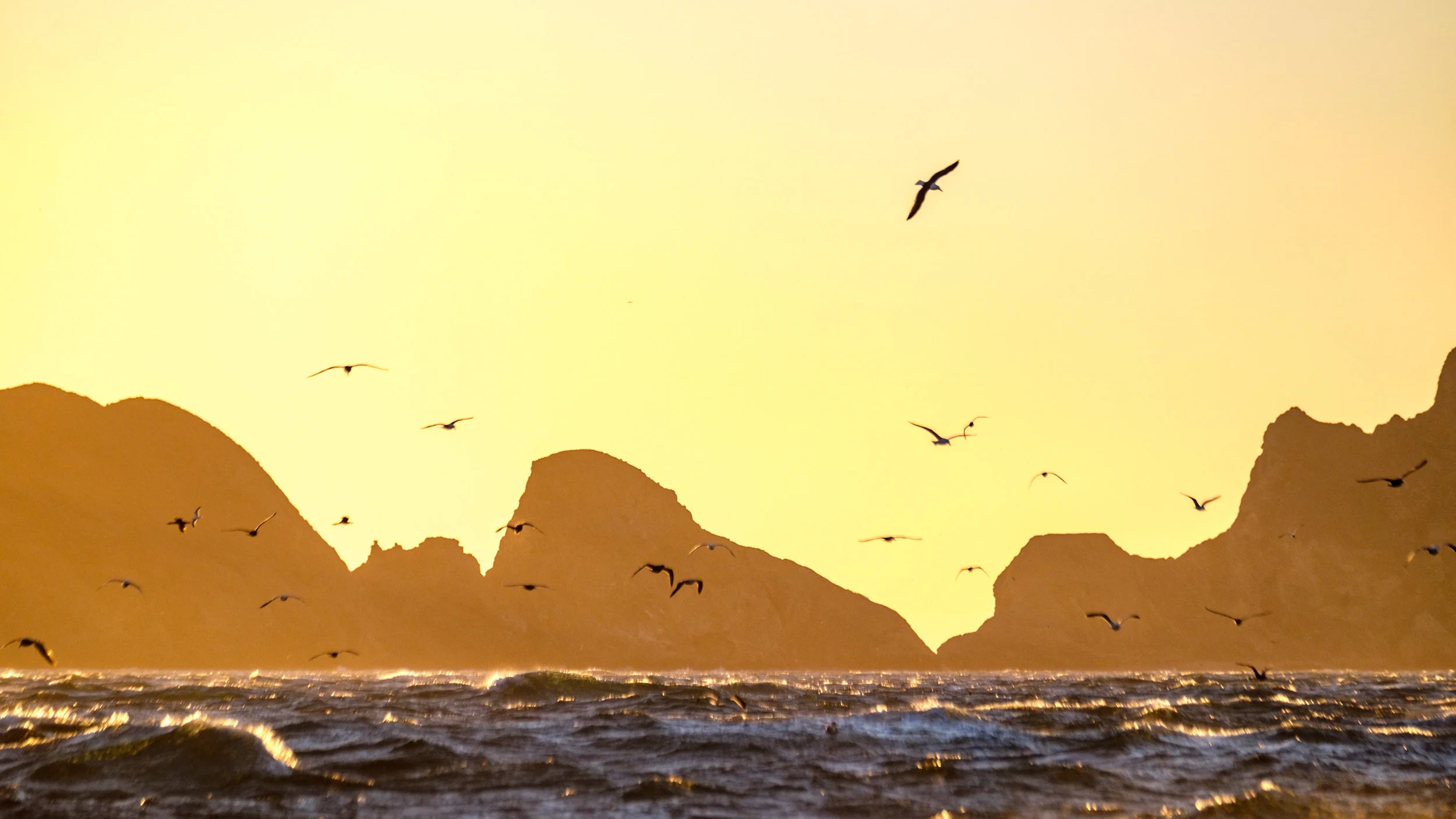 Birds soar in a golden sky in their wild habitat. 