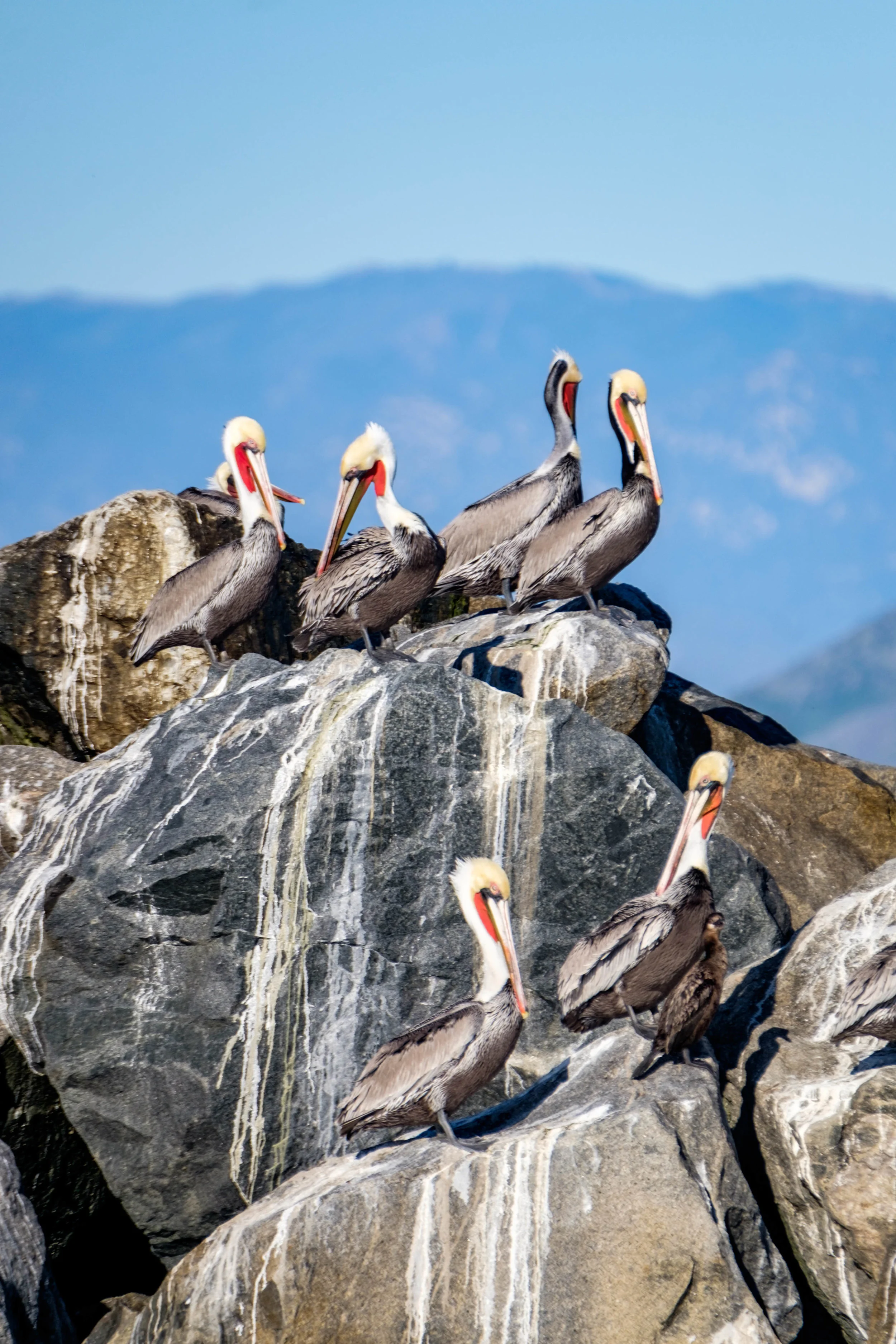 The largest breeding colony of California brown pelicans in the world can be found on the west side of Anancapa Island.