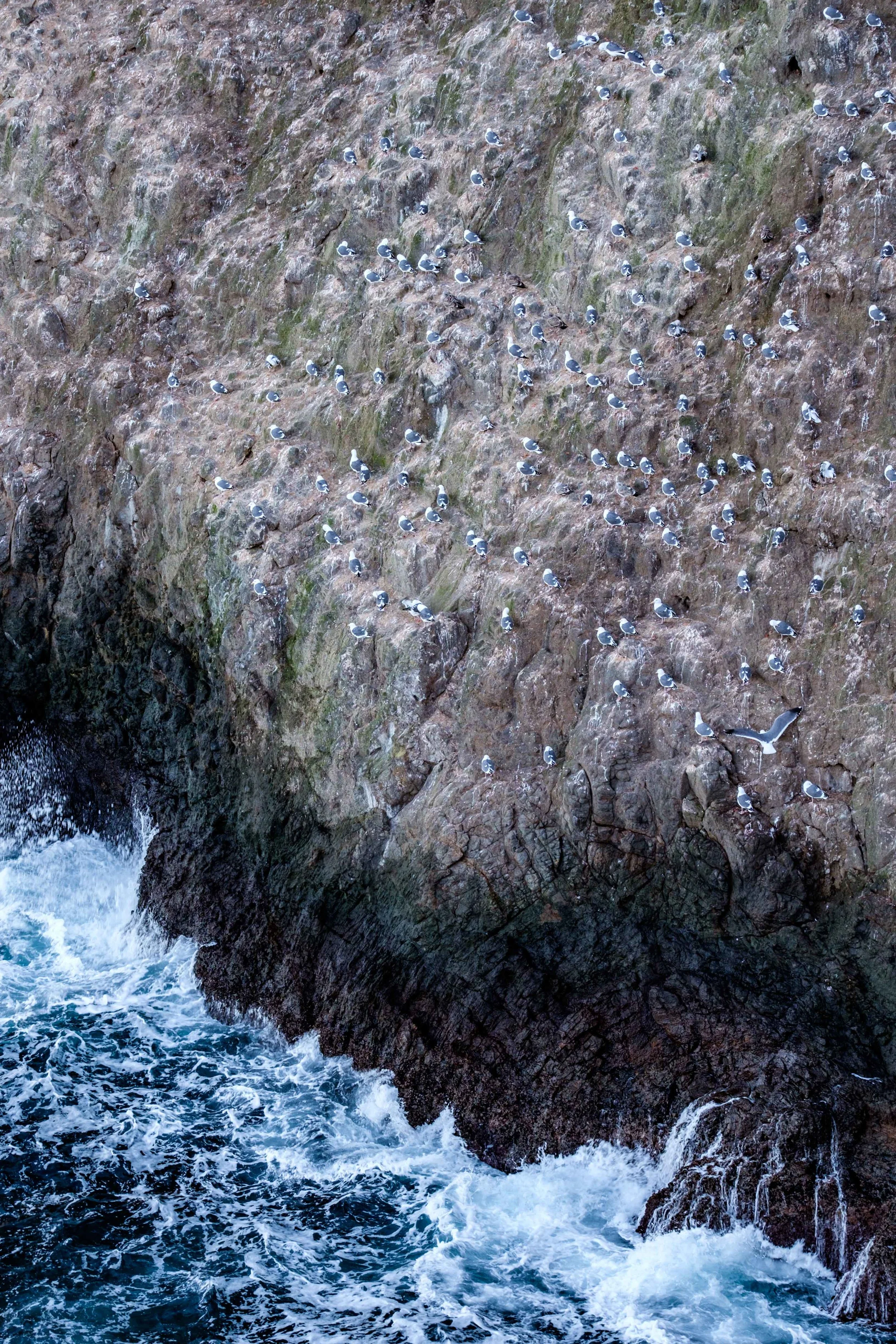 The Channel Islands is one of the best birding destinations in North America.
