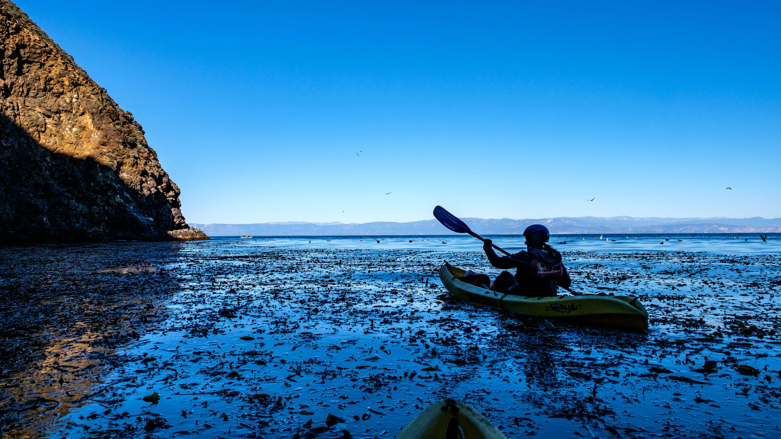 Sea kelp forests are healthy in all areas of the national park.