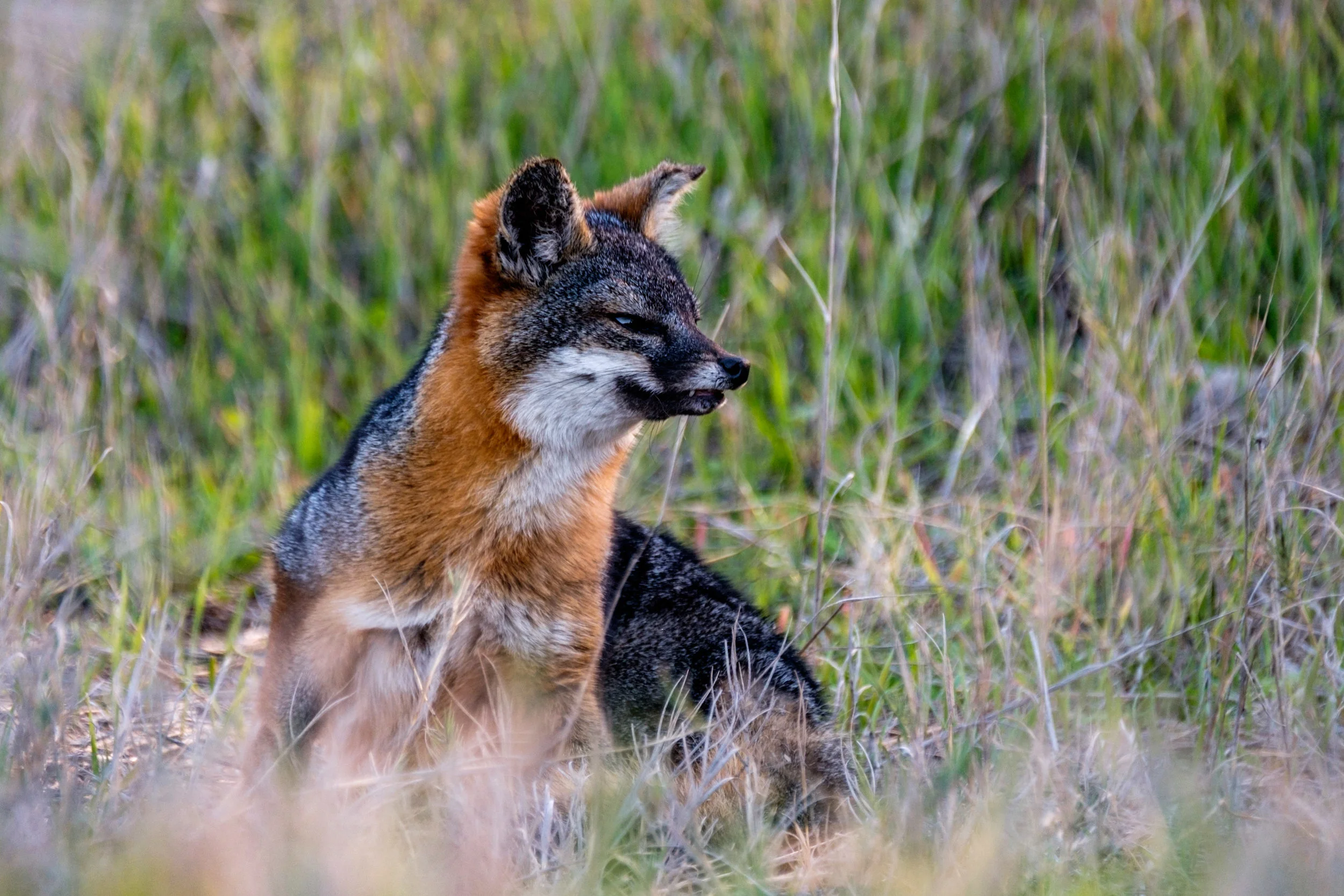 The Santa Cruz Island fox lives only on Santa Cruz Island.