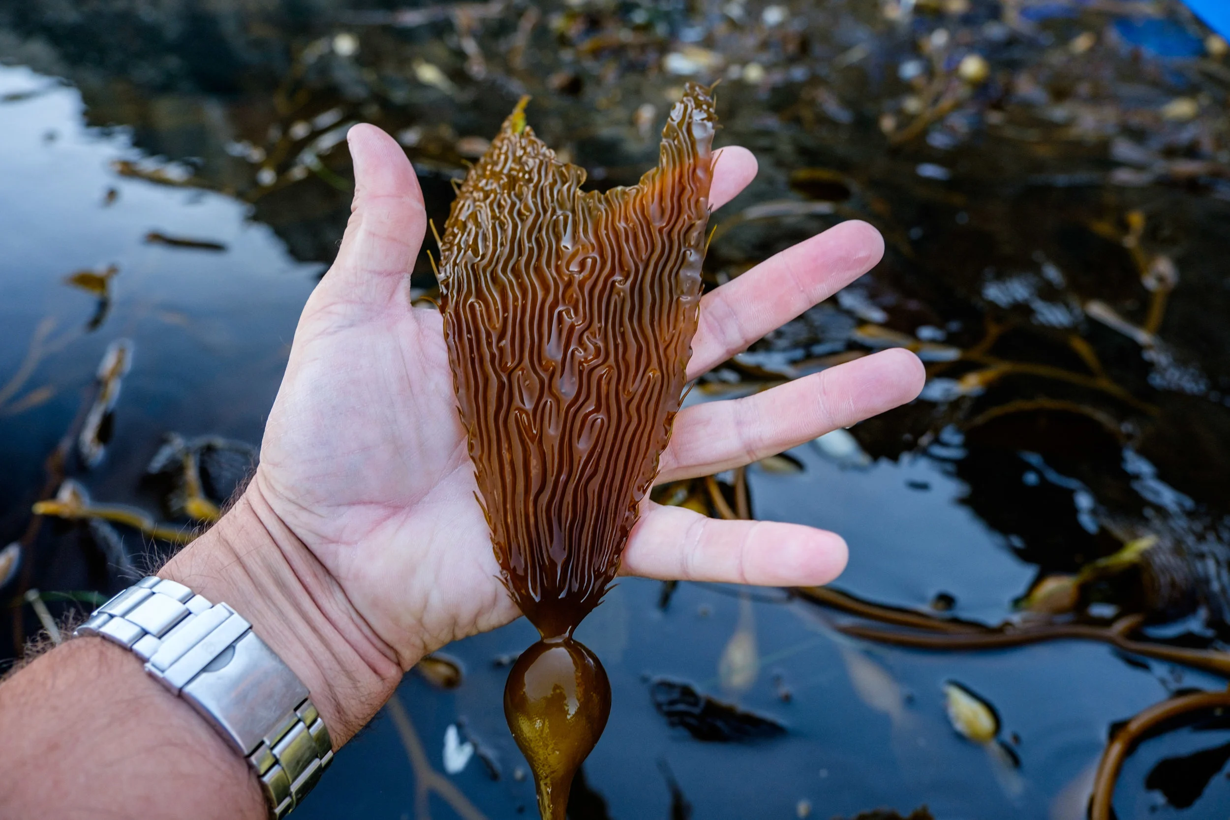 Sea kelp is a vital nutrient source for many species in the area, underwater, at sea level, and in the sky. 