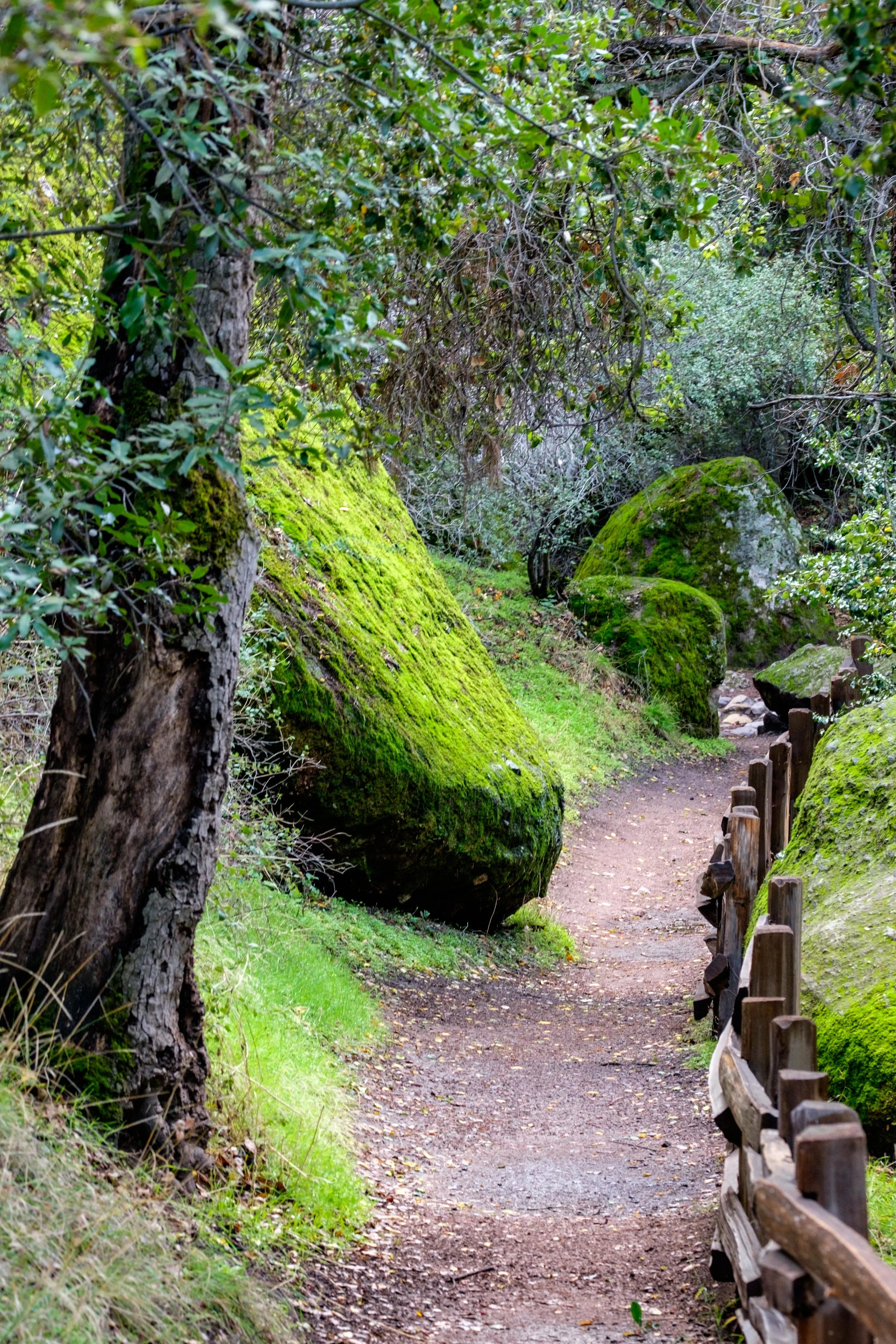 The Moses Spring Trail in the Bear Gulch area on the east side of the park.