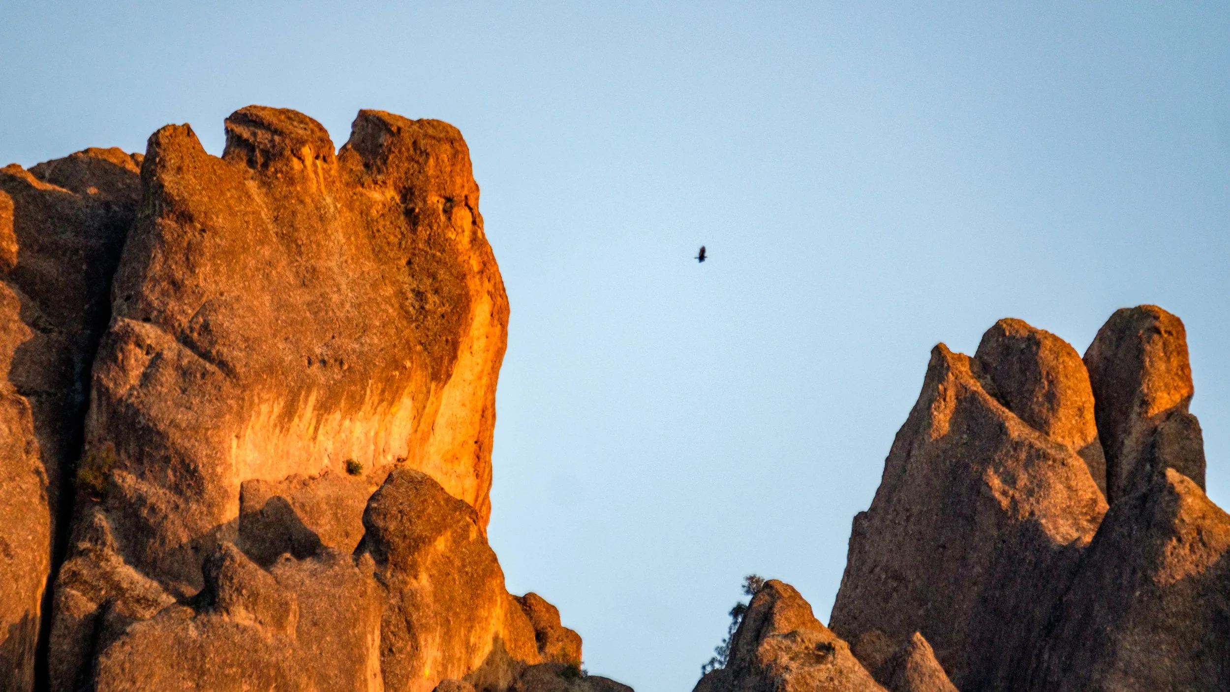 There's our California condor! It looks tiny but it's huge!