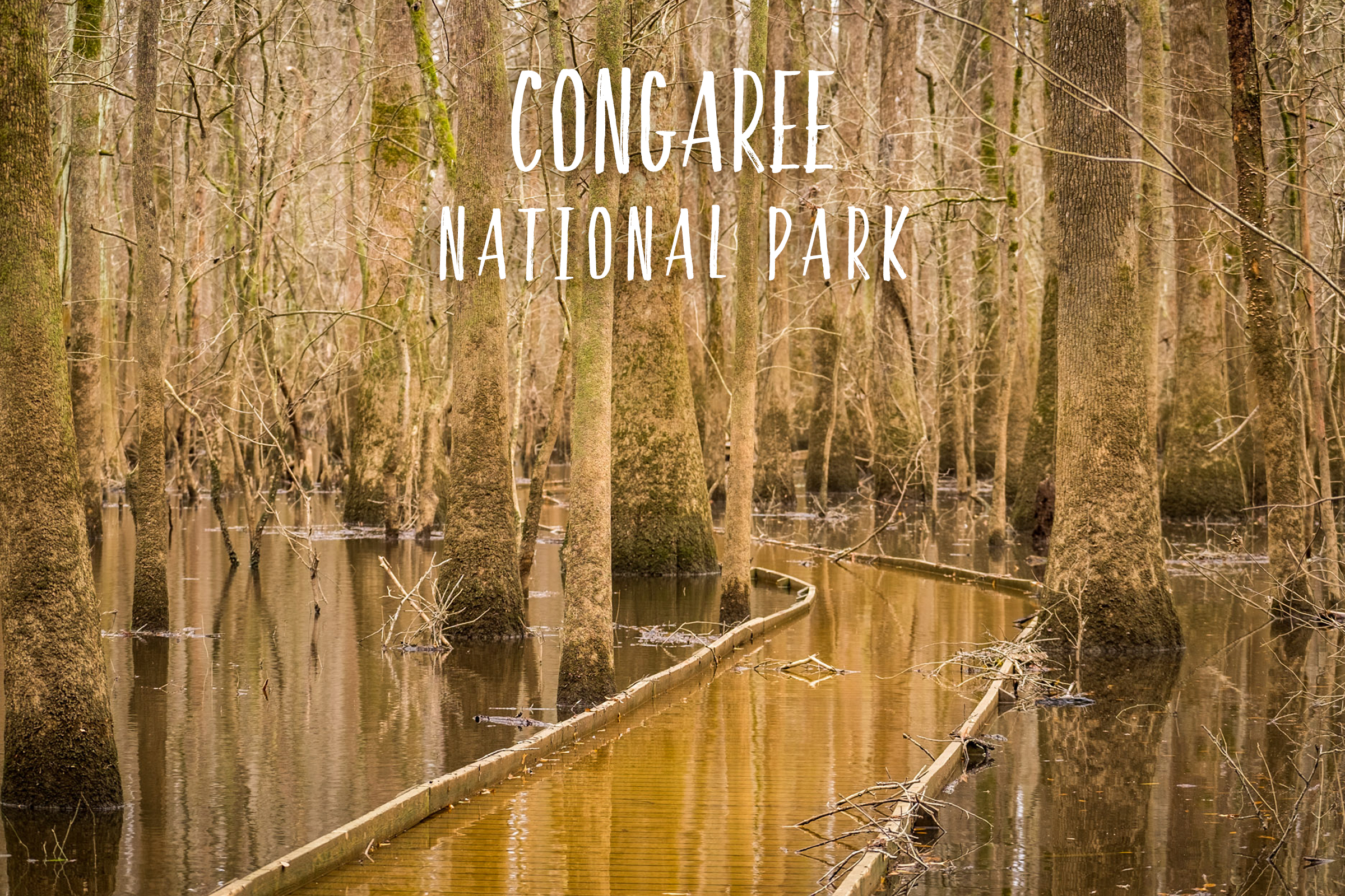 59in52_national-parks-congaree-national-park.jpg