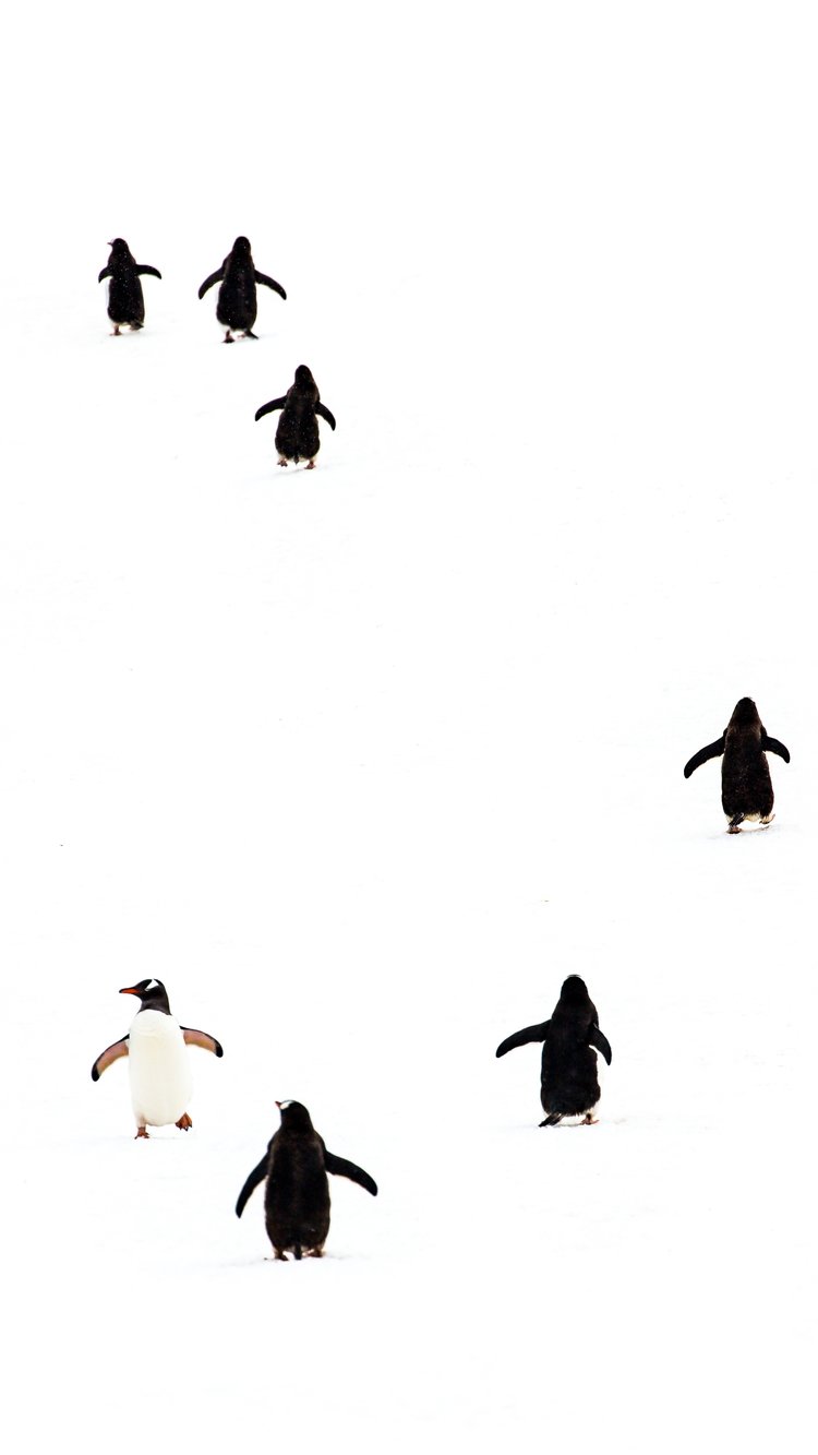 Adelie Penguin Mobile Wallpaper — The Greatest American Road Trip
