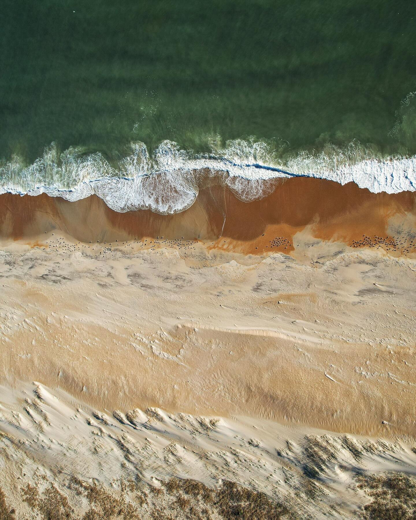 Aerial of the Atlantic Ocean on Hatteras Island, North Carolina. Fun getting to know my new drone! Barely visible from high above, just beneath the surf break you&rsquo;ll see several flocks of birds fishing onshore. OBX is home to the most incredibl