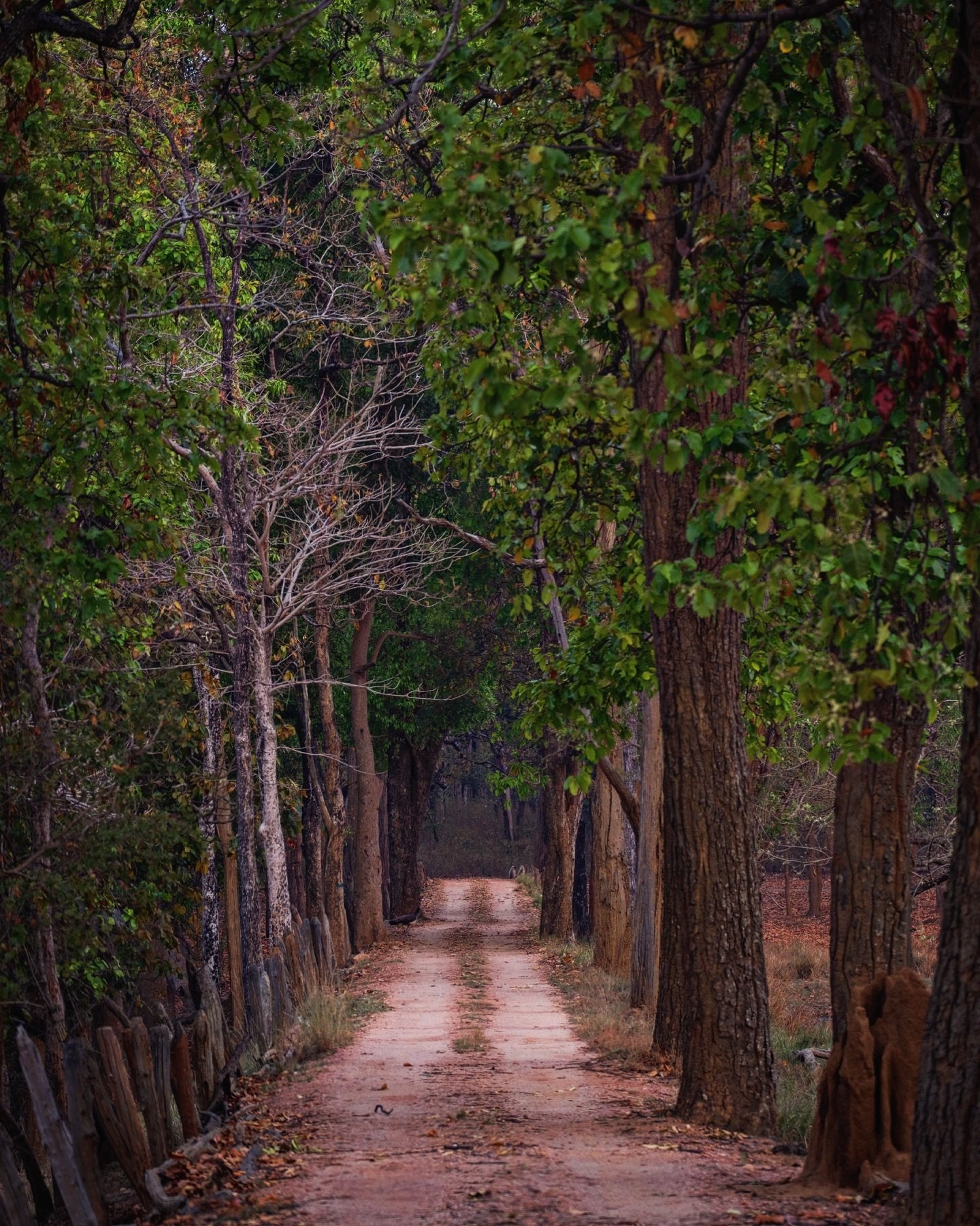 They were looking for tigers, I was gawking at the trees🌲 National Park Road through the Sal forests of central India 

#nationalparks #treestreestrees #forestphotography #mood #naturegirl #forest #india #nature #naturereserve #roadshot
