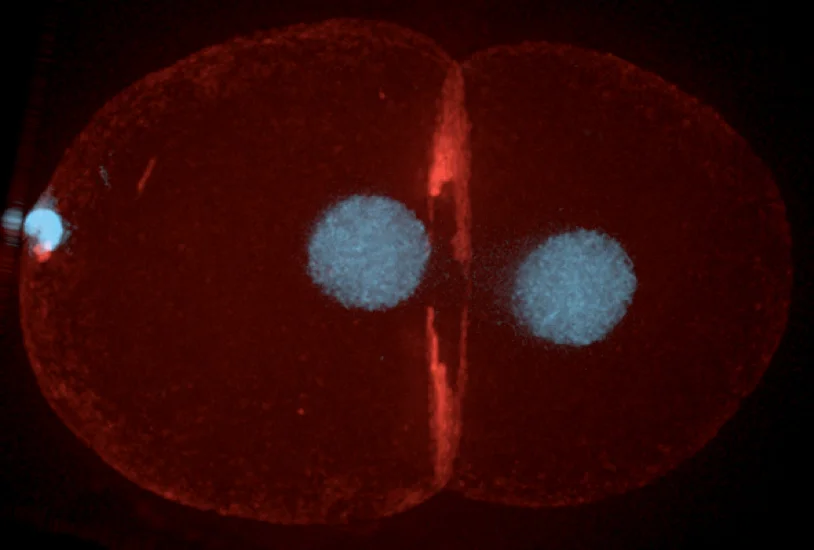 Research — Oegema and Desai Labs