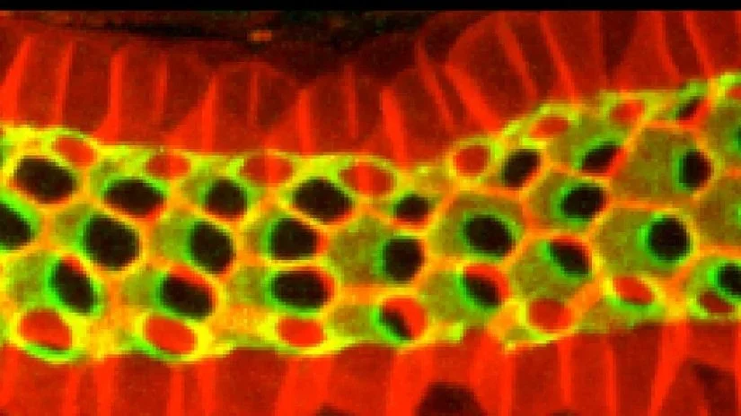 Sebastian_Twitter pic Germline paper.jpg