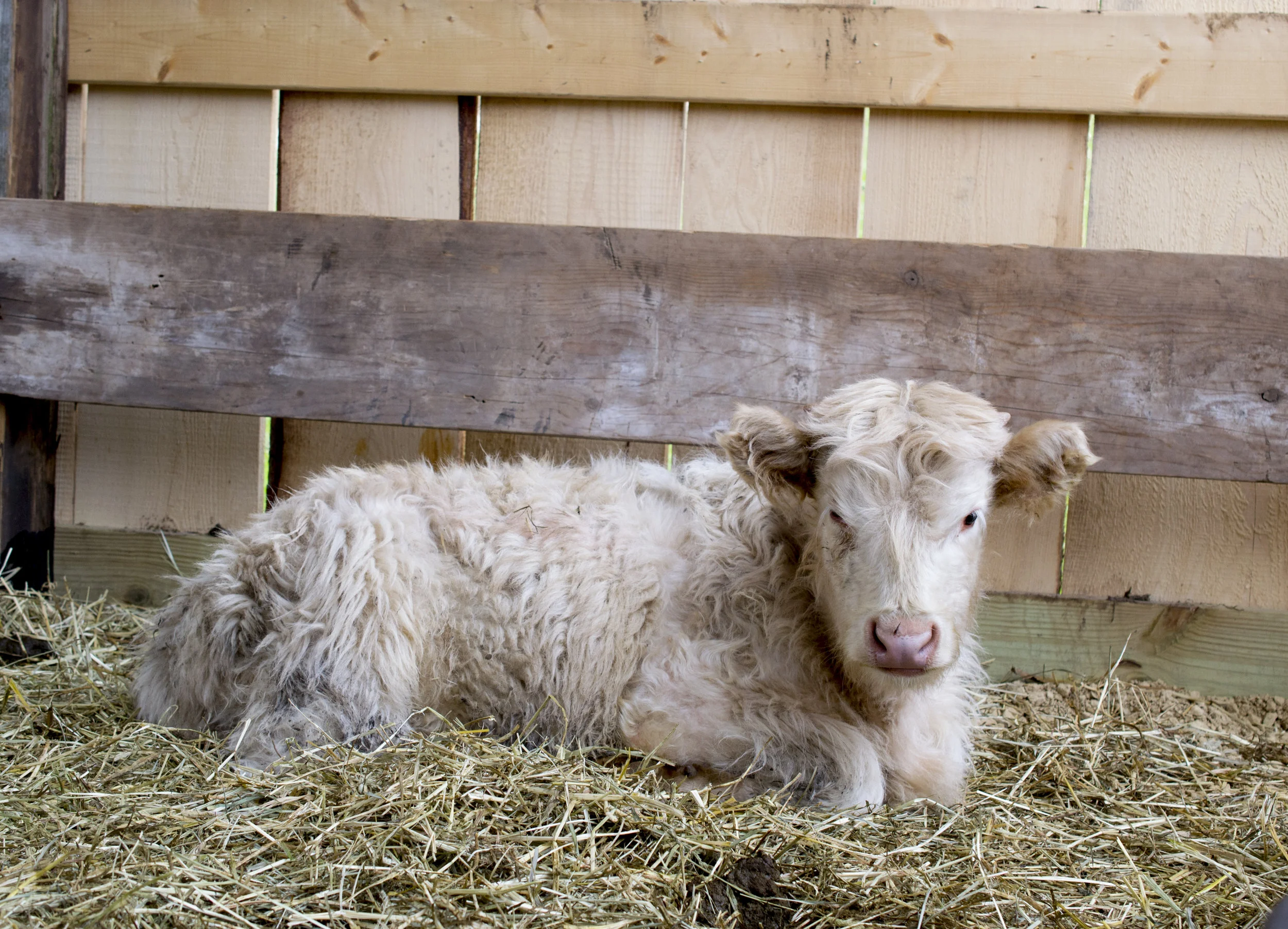 Picket - Our White Highland