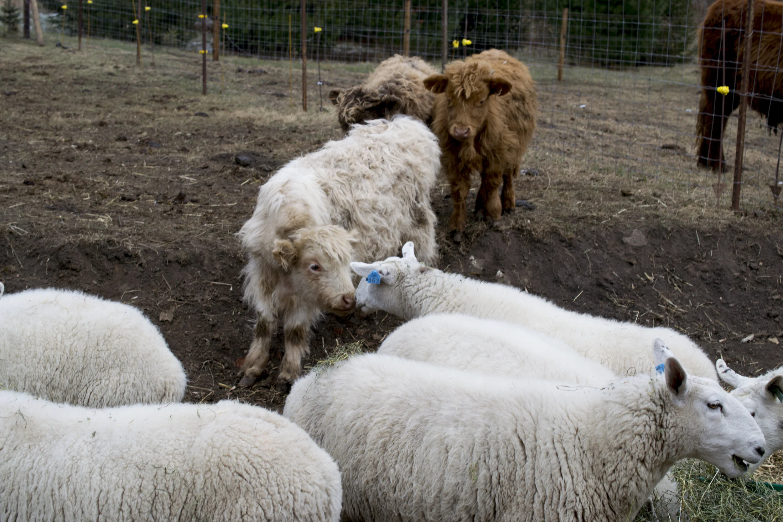 DSC_0176.jpg