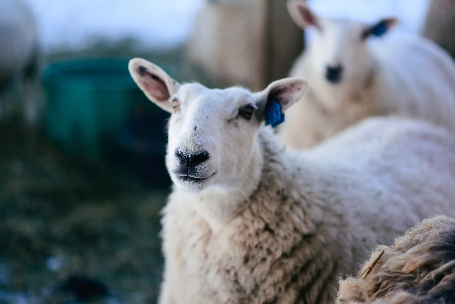Farm 100 Homestead Wool Mattress Pads Homestead Wisconsin