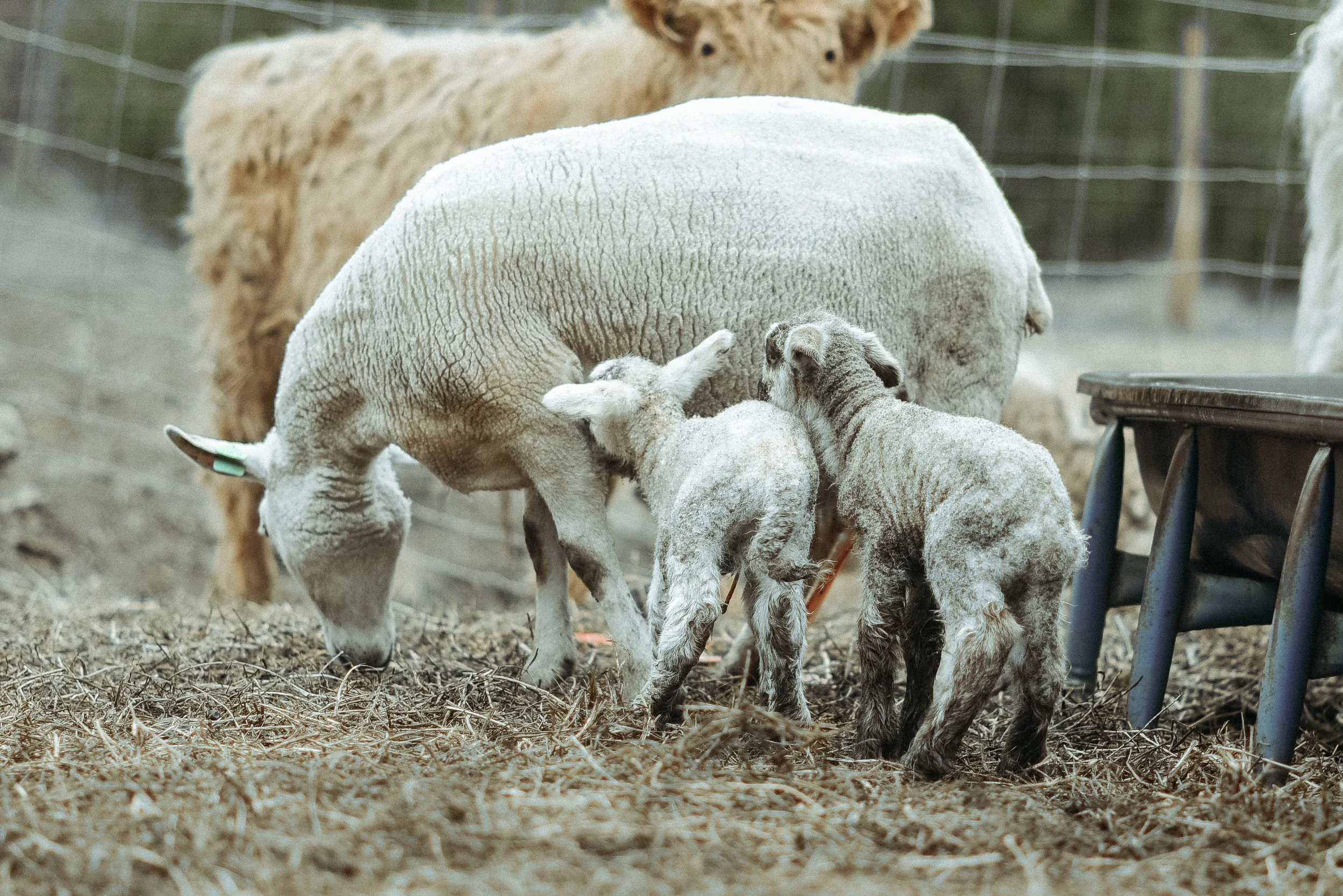 north country cheviot sheep