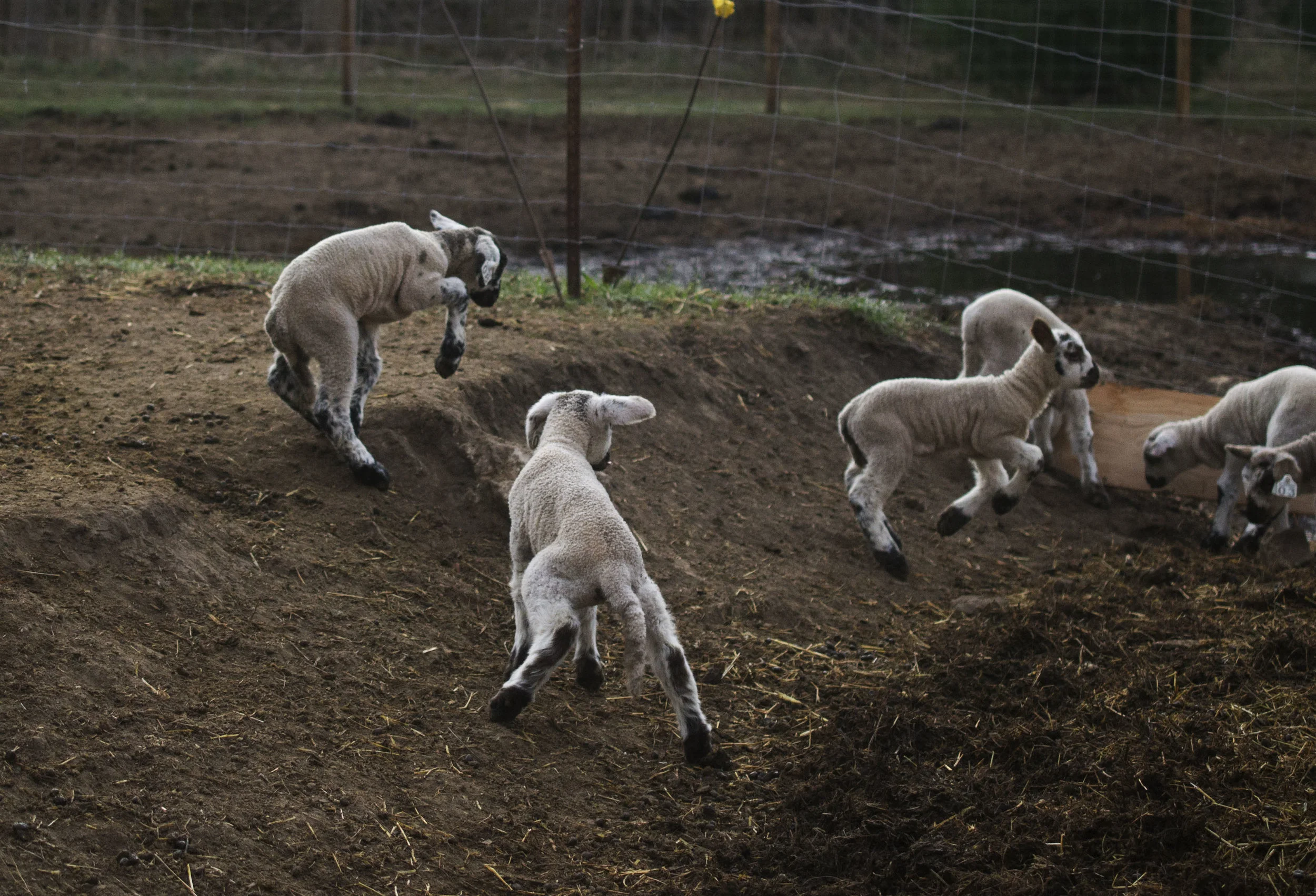 Testing out those three day old legs with hops!