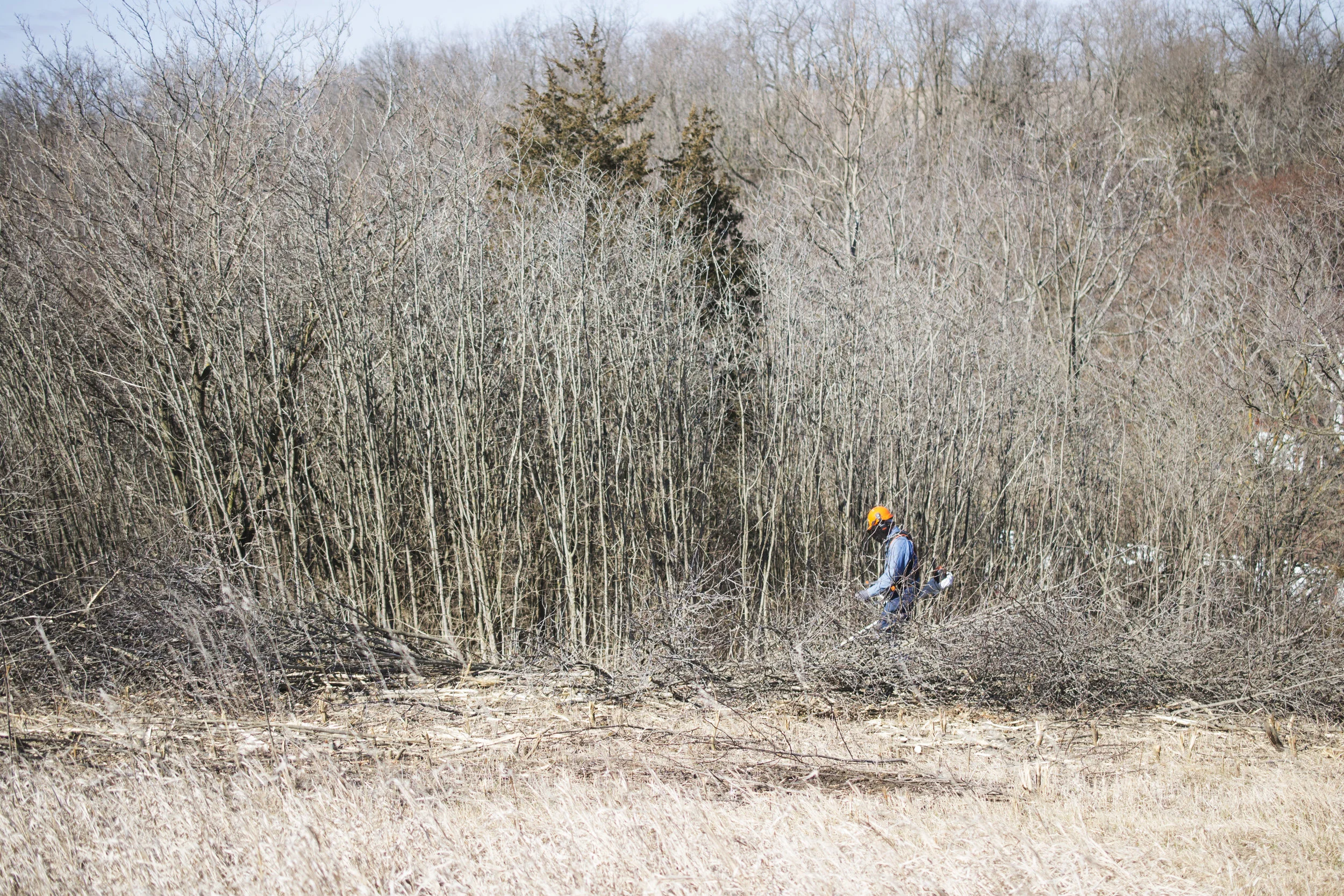lots of prickly ash and plum to work through