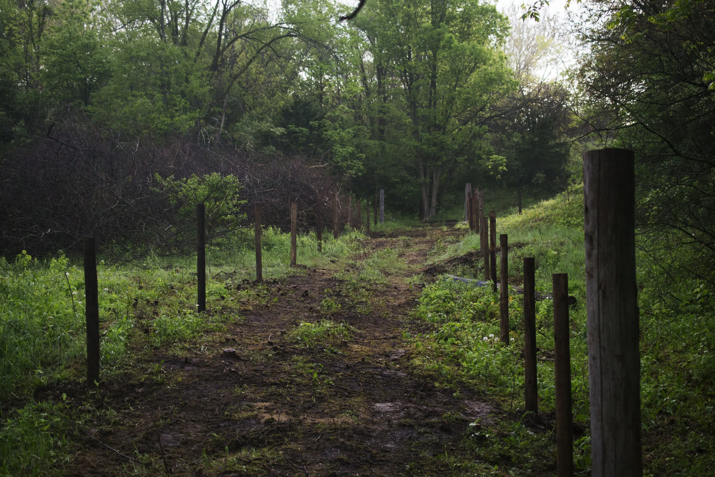 the cattle lane