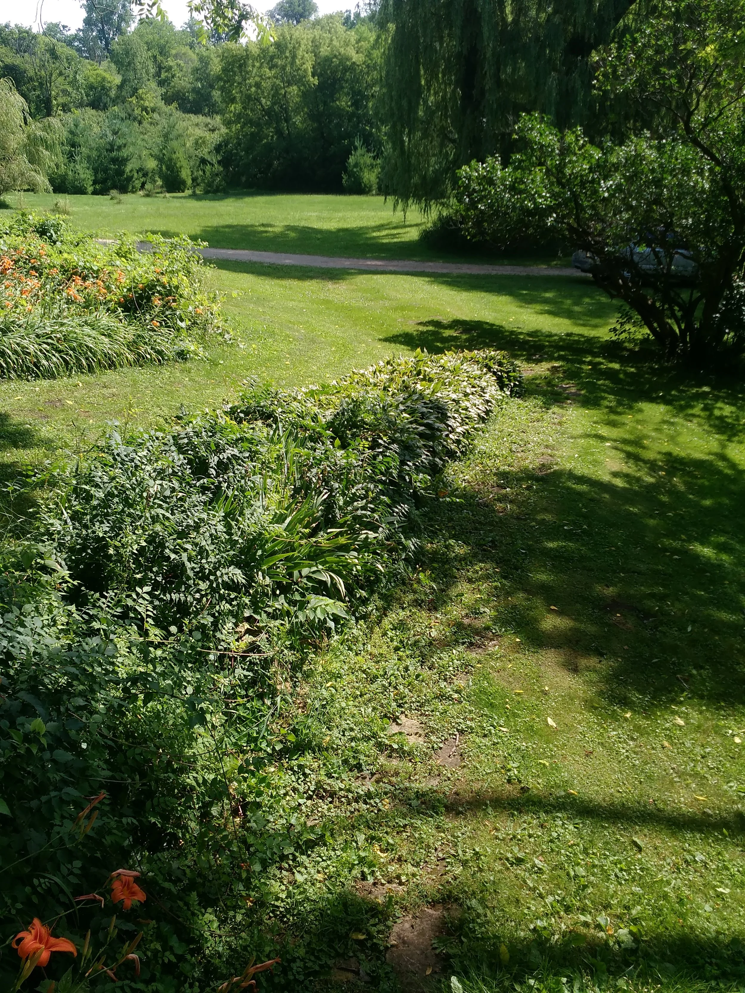 IMG_20170706_101903.jpg