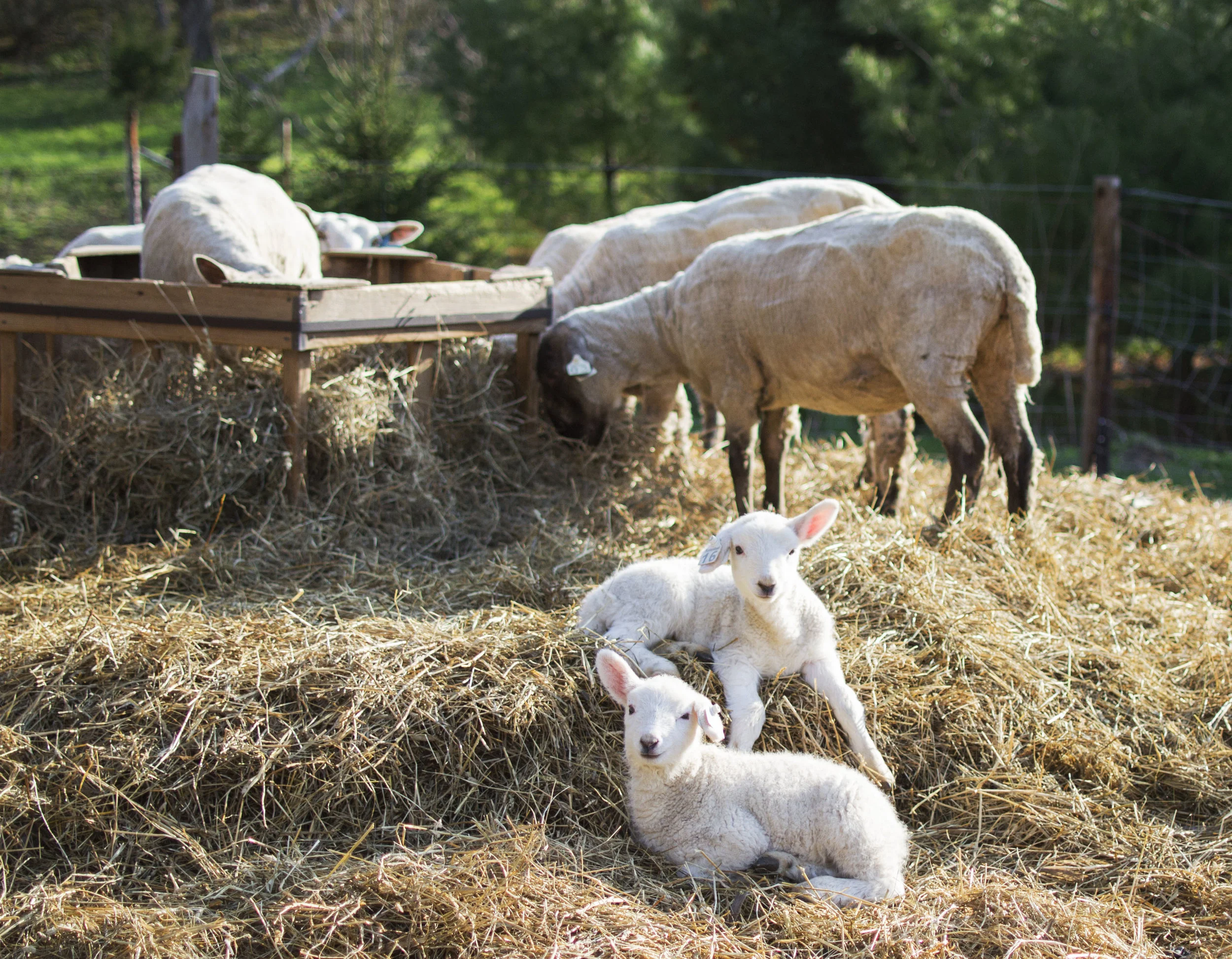 grass-fed beef and lamb madison wisconsin - humane farm - grassfed