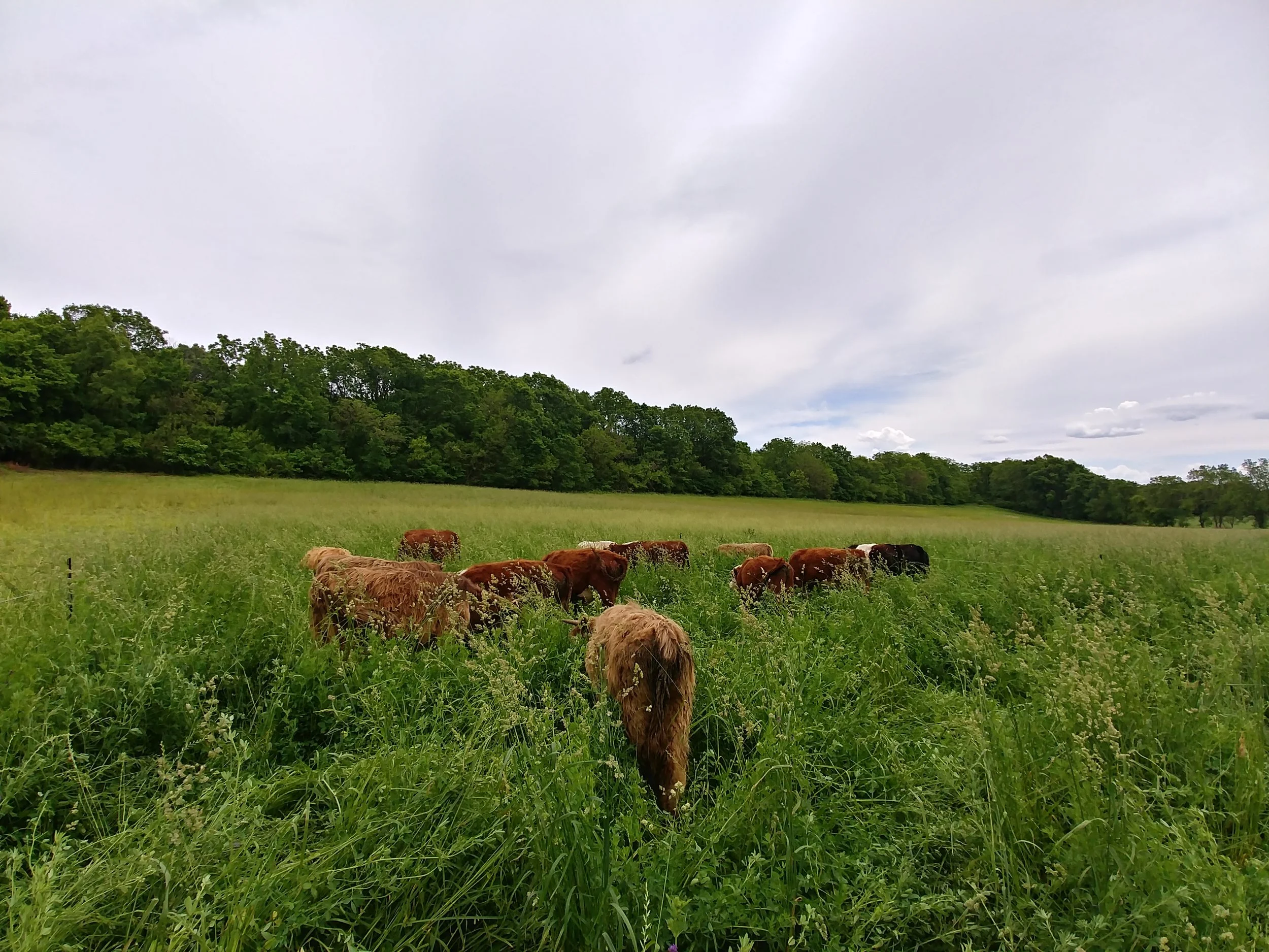 20190611_122725_HDR.jpg