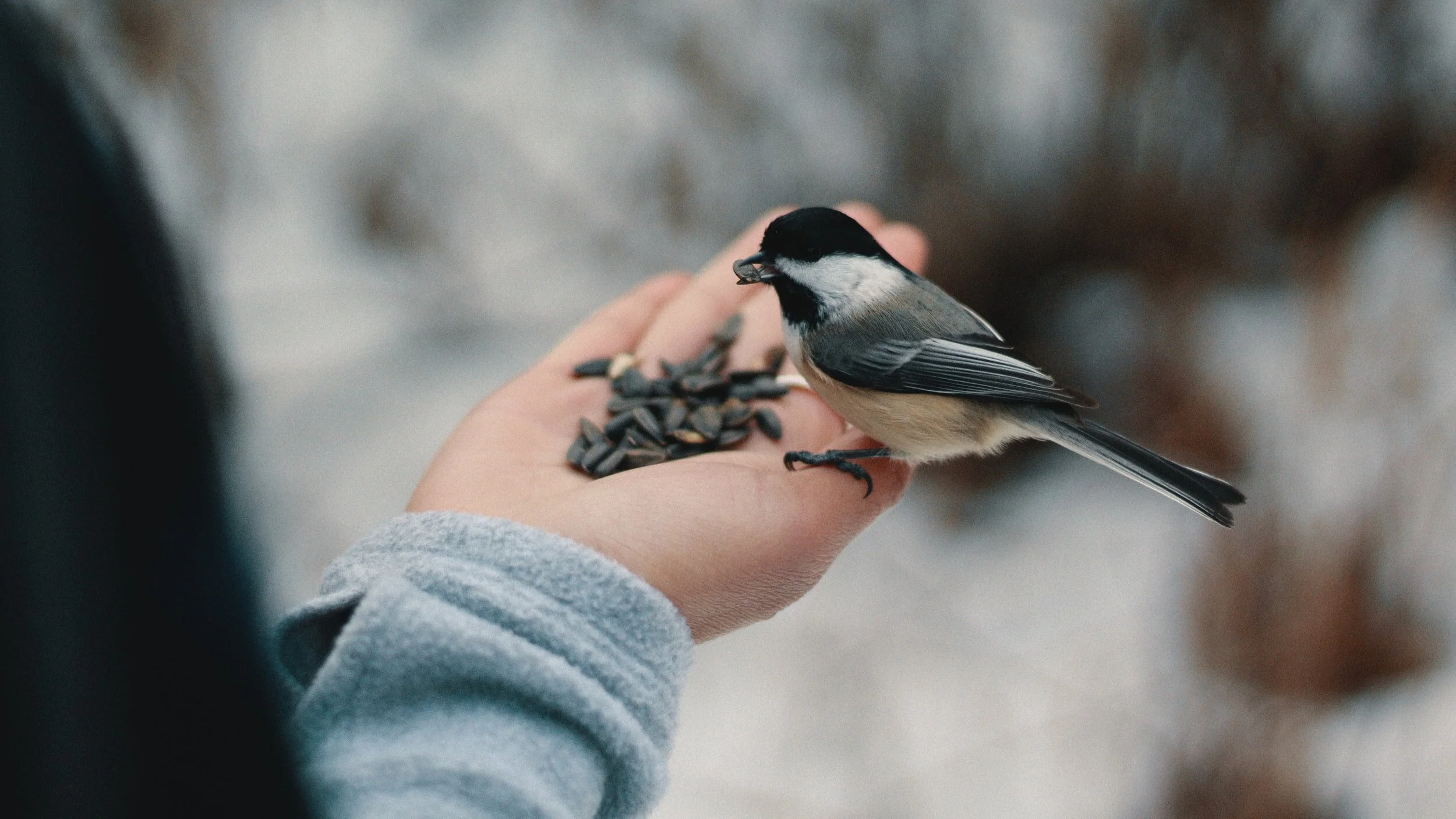 Backyard Birding
