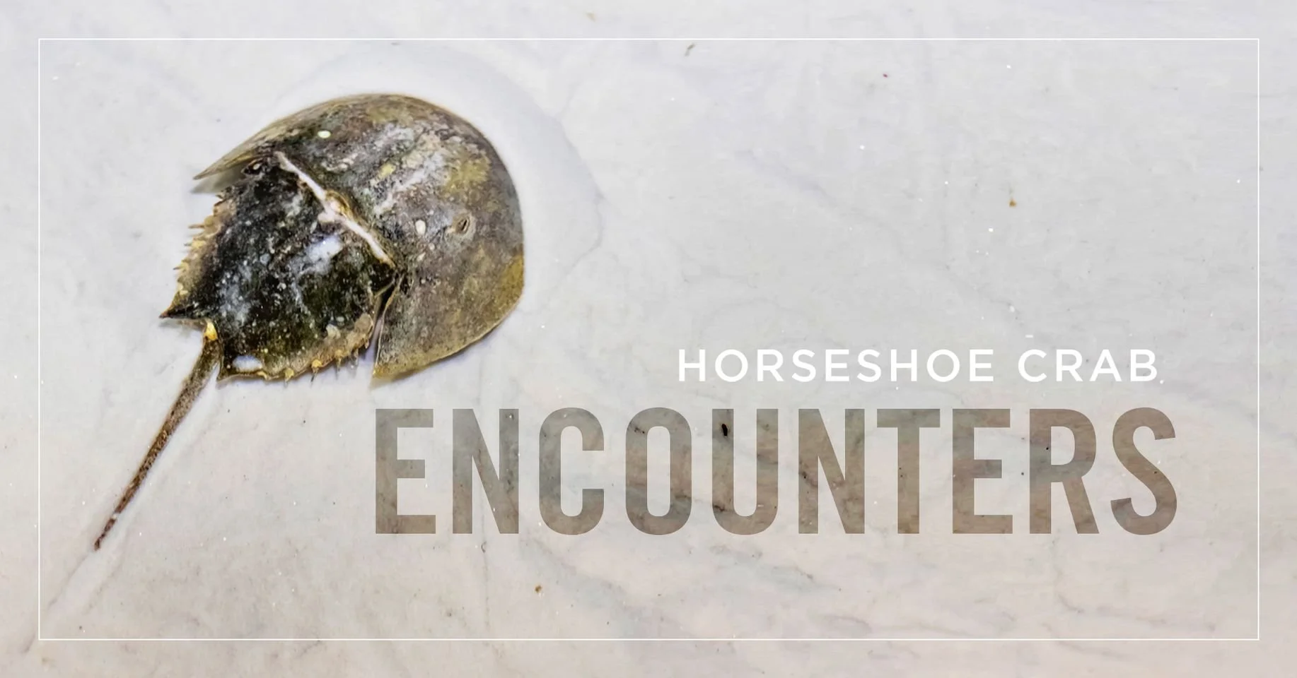Horseshoe Crab Encounters