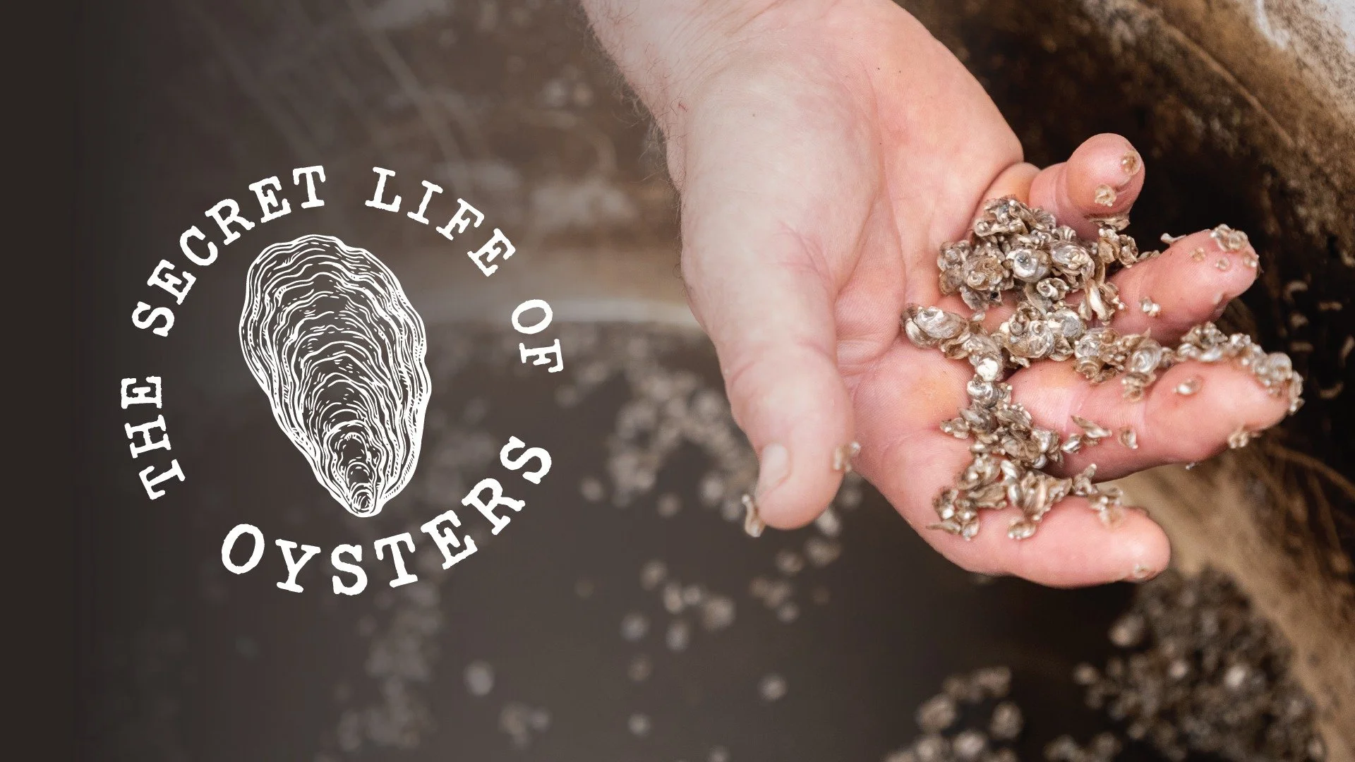 The Secret Life of Oysters