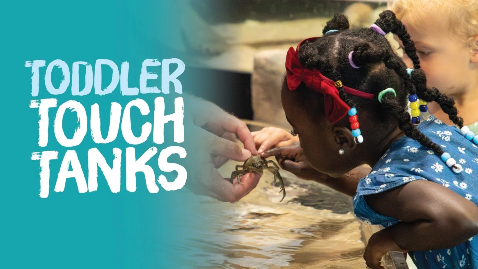 Toddler Touch Tanks