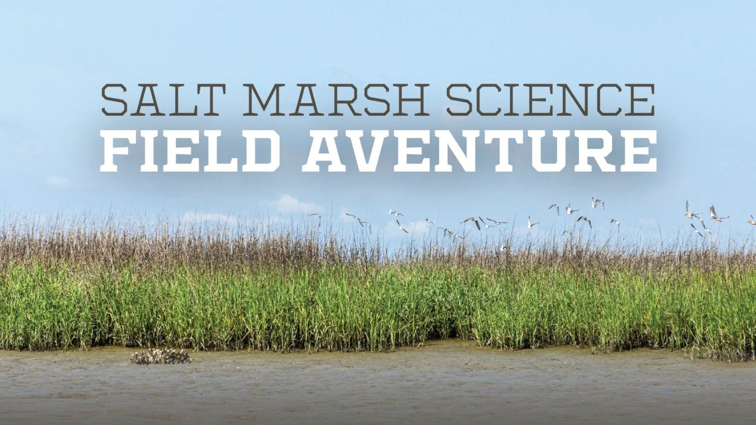Salt Marsh Science Field Adventure