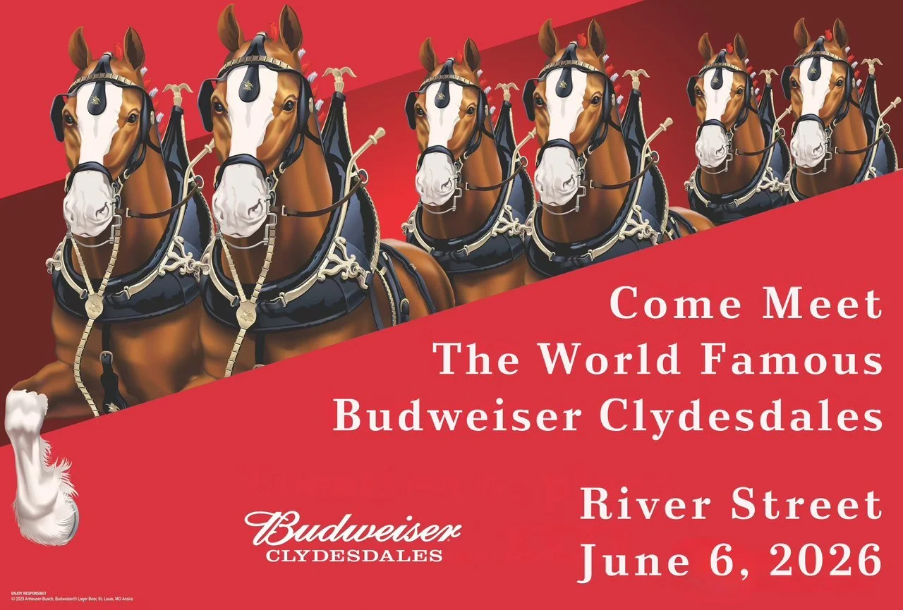 Meet the Budweiser Clydesdales