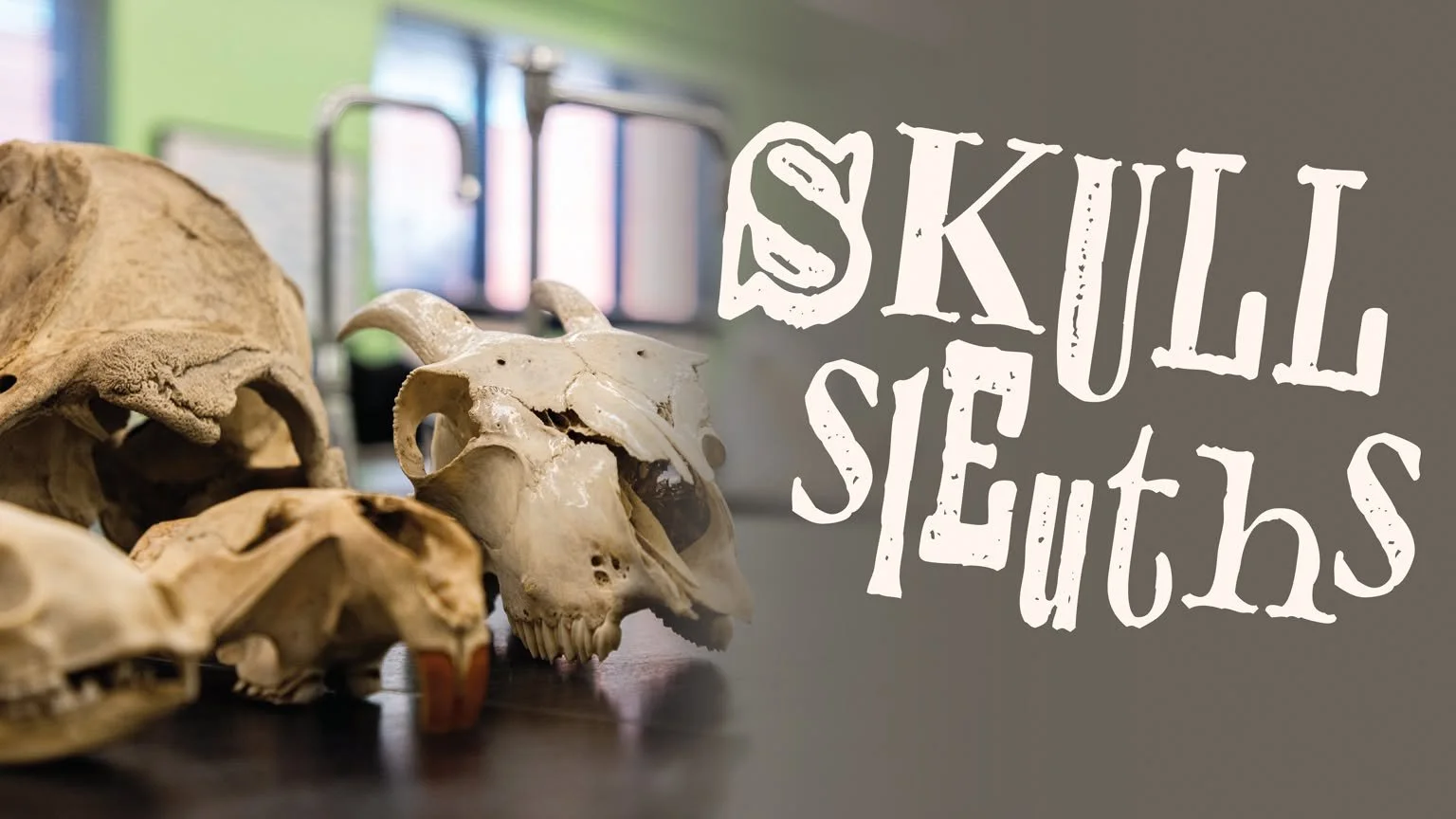 Skull Sleuths