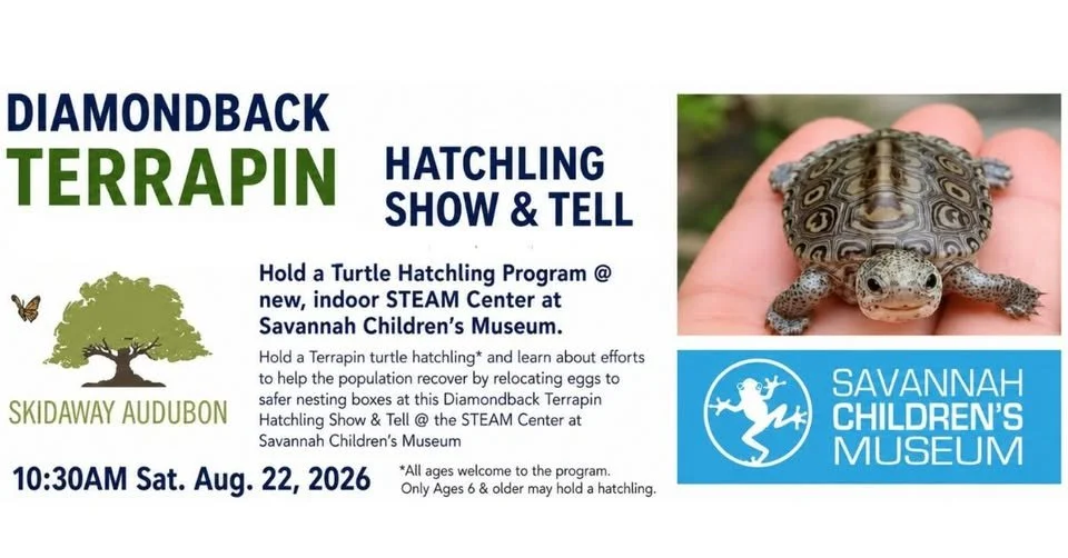 Diamond Terrapin Hatchling Show and Tell