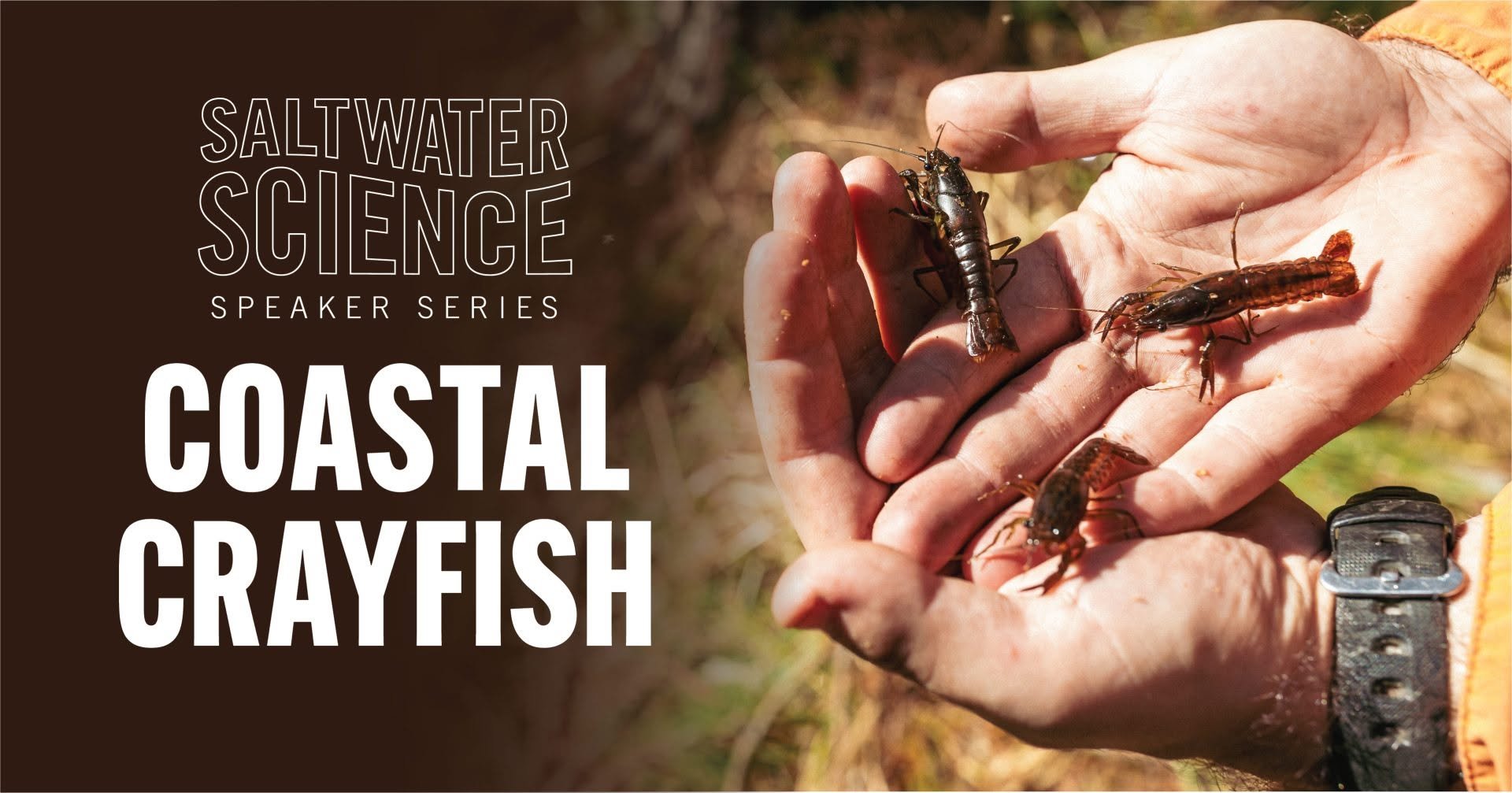 Saltwater Science Series:  Coastal Crayfish