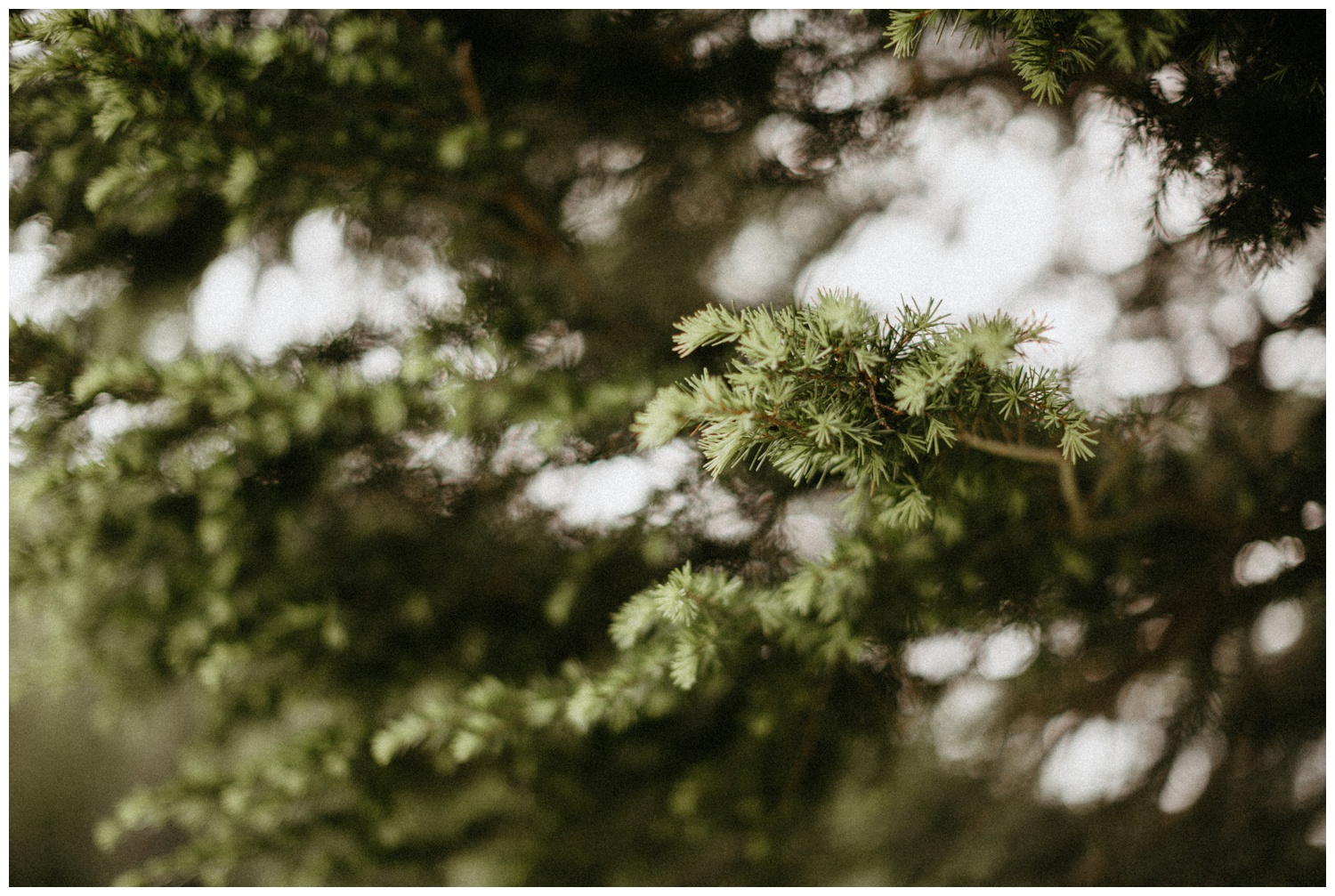 jasmine-j-photography-mt-hood-skibowl-wedding_0045.jpg